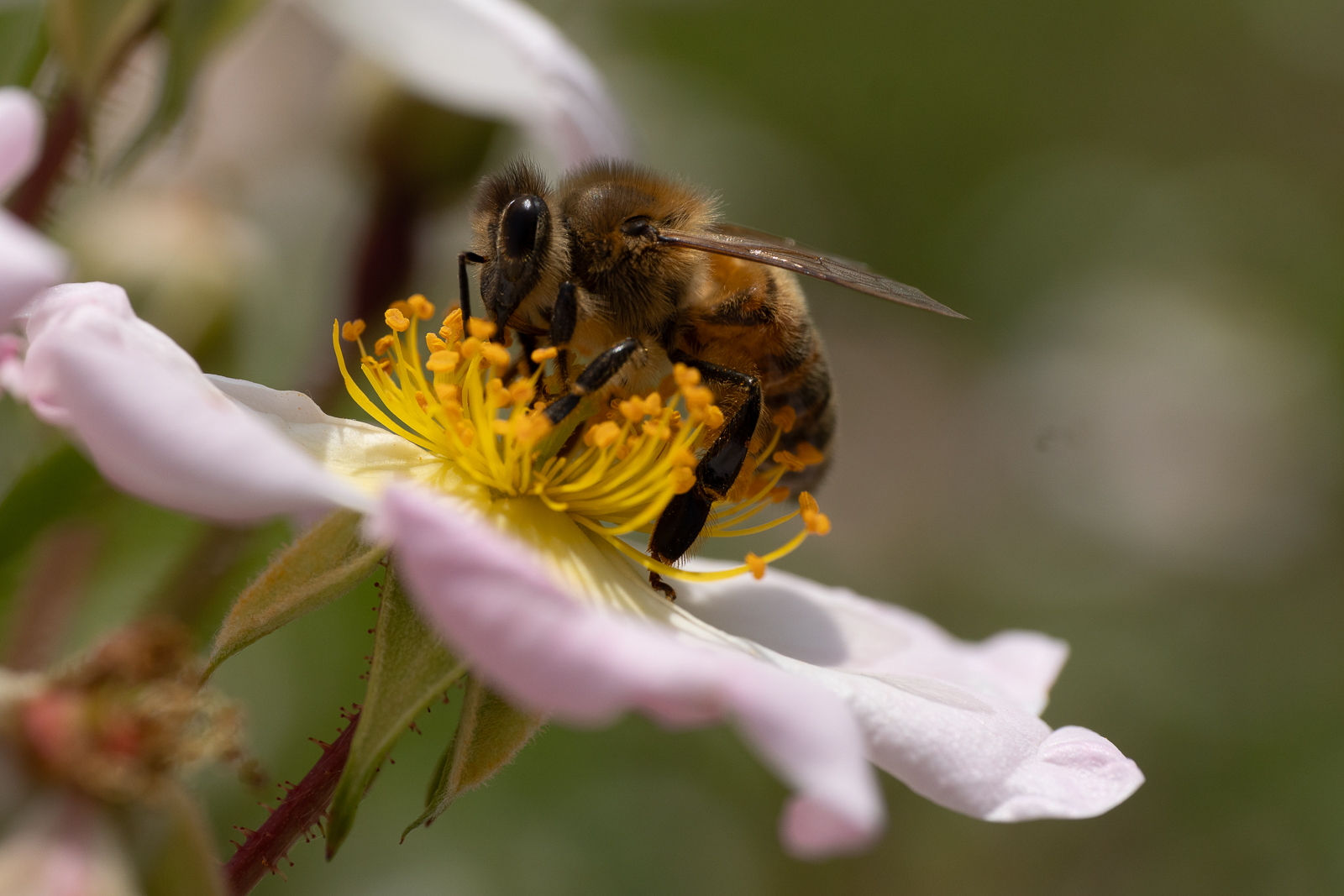 Attempt to bee freehand 3/3