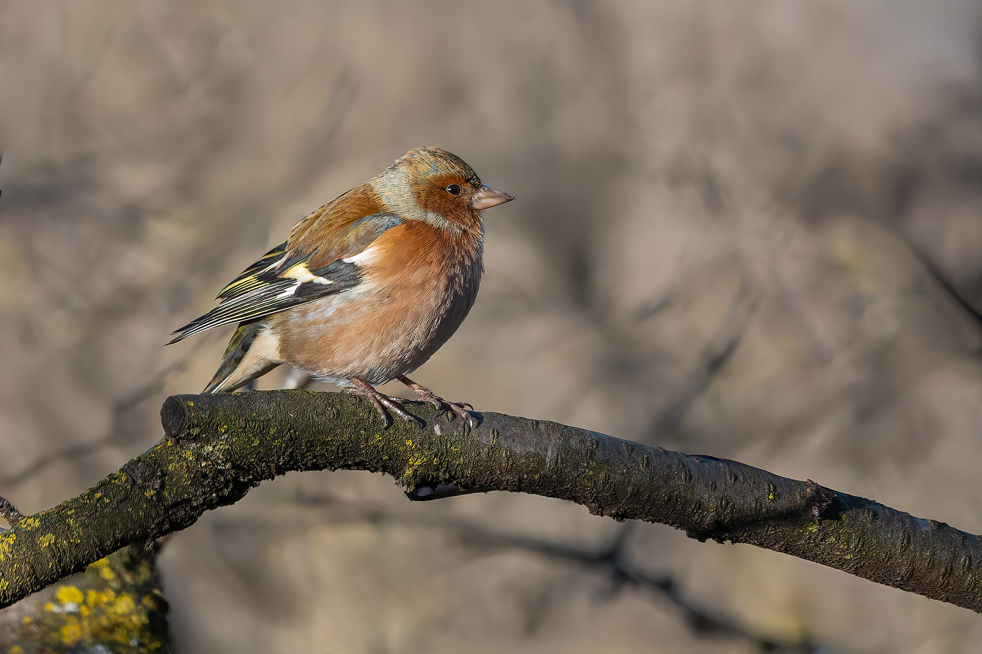 Chaffinch