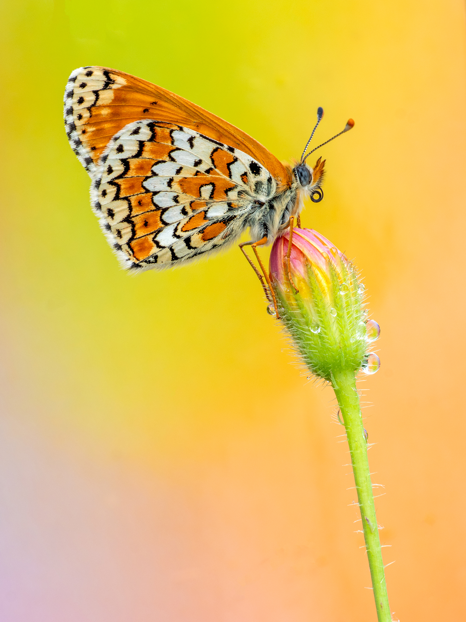 Melitaea sp.