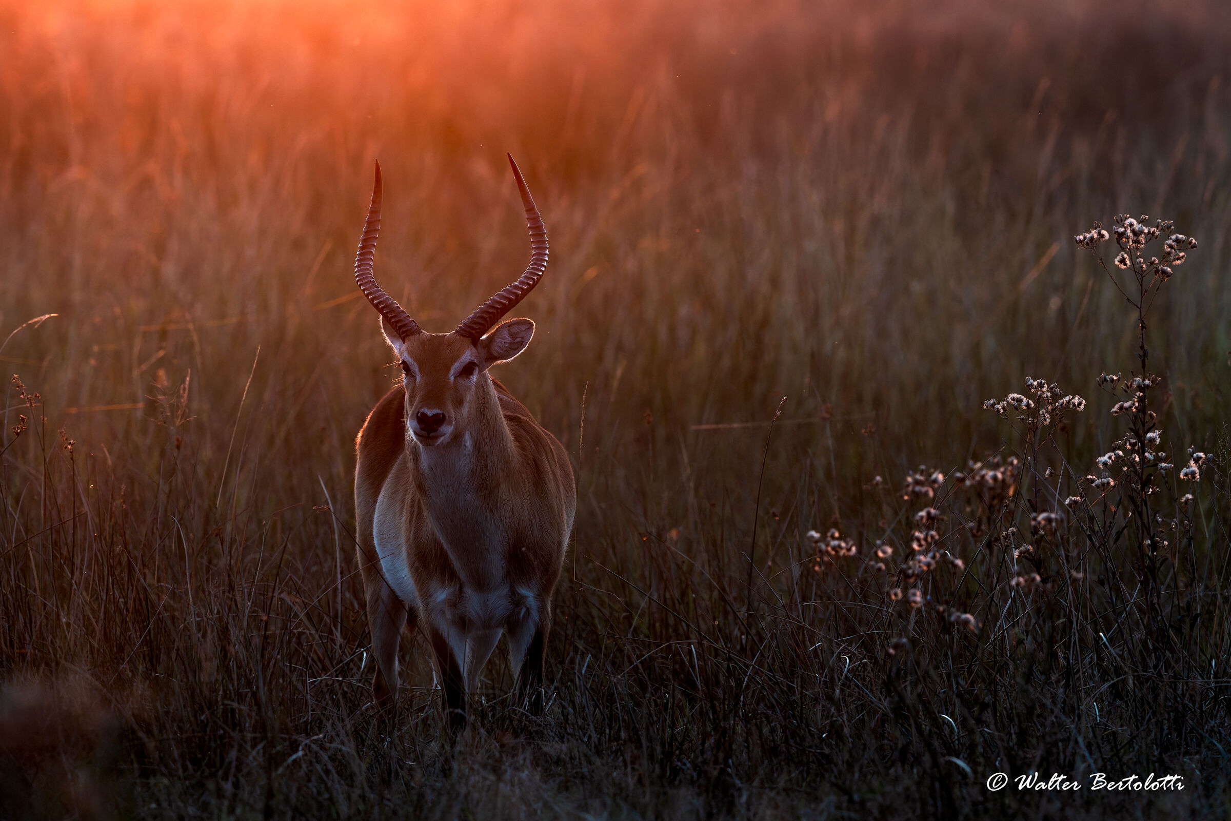 un tranquillo tramonto sull'okavango