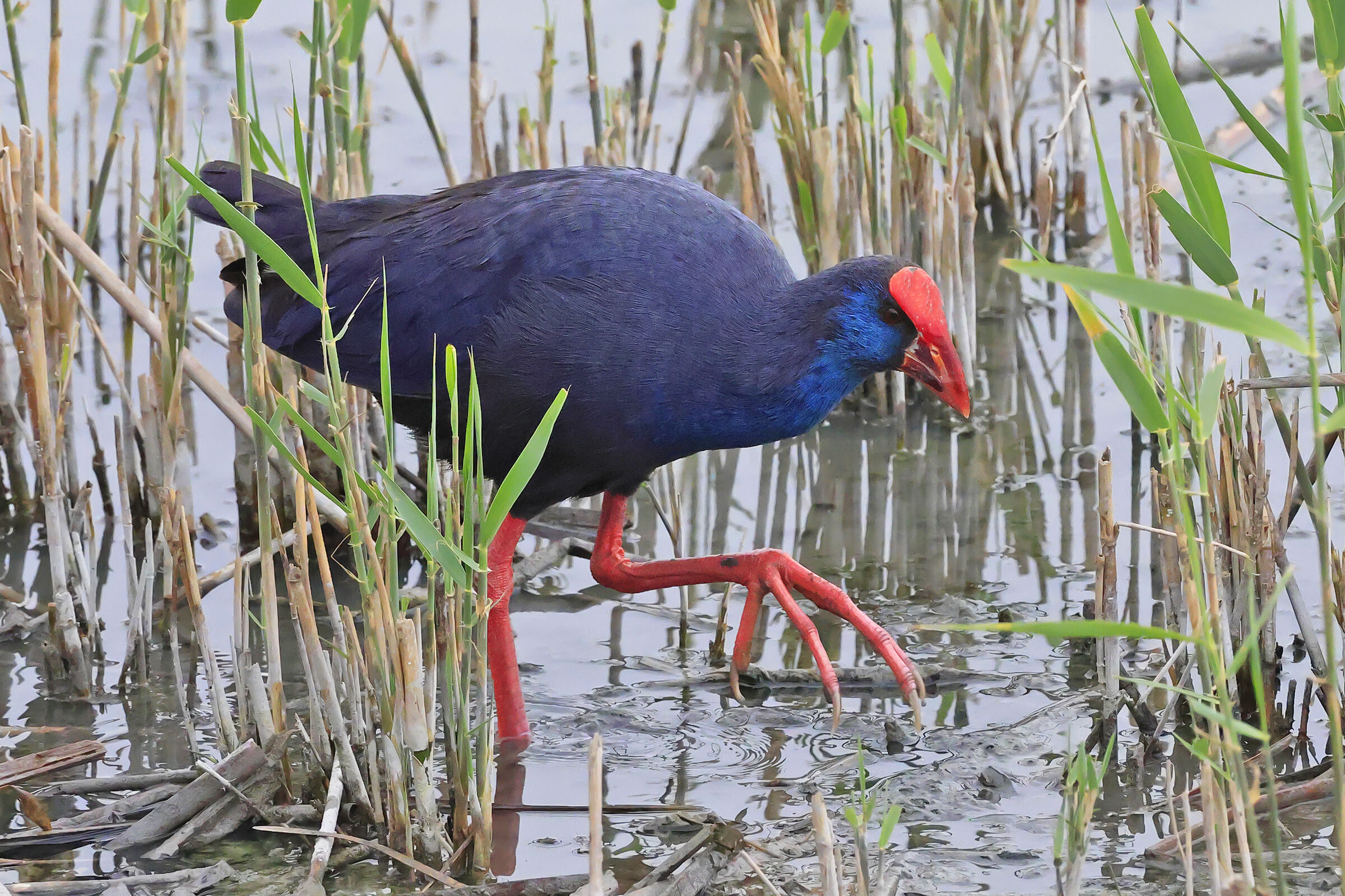 Swamphen