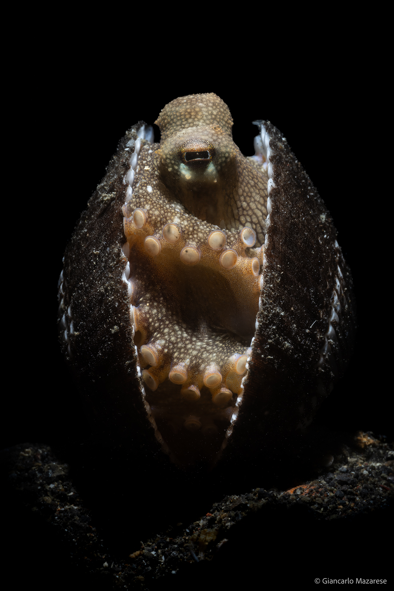 Coconut octopus