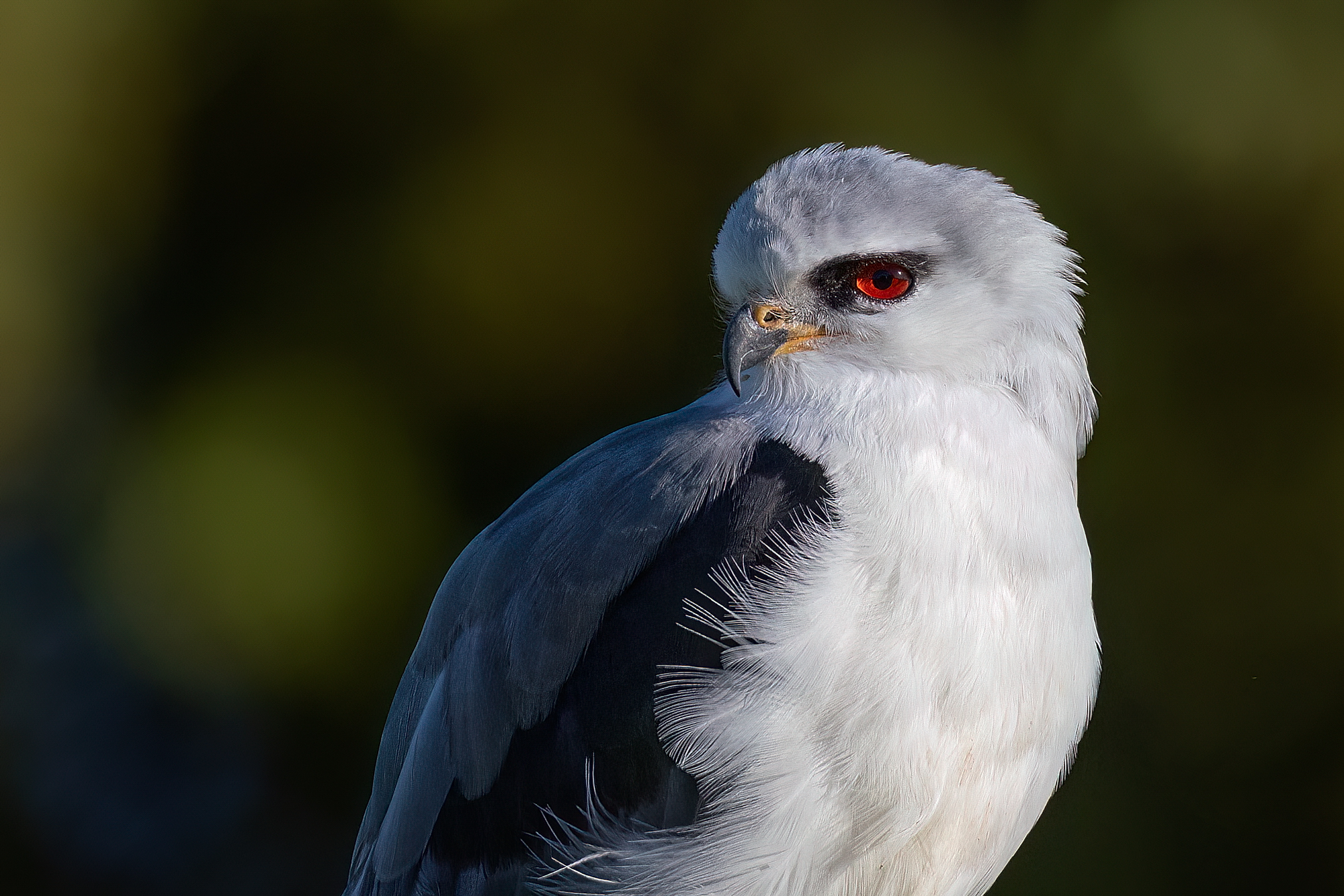 White Kite