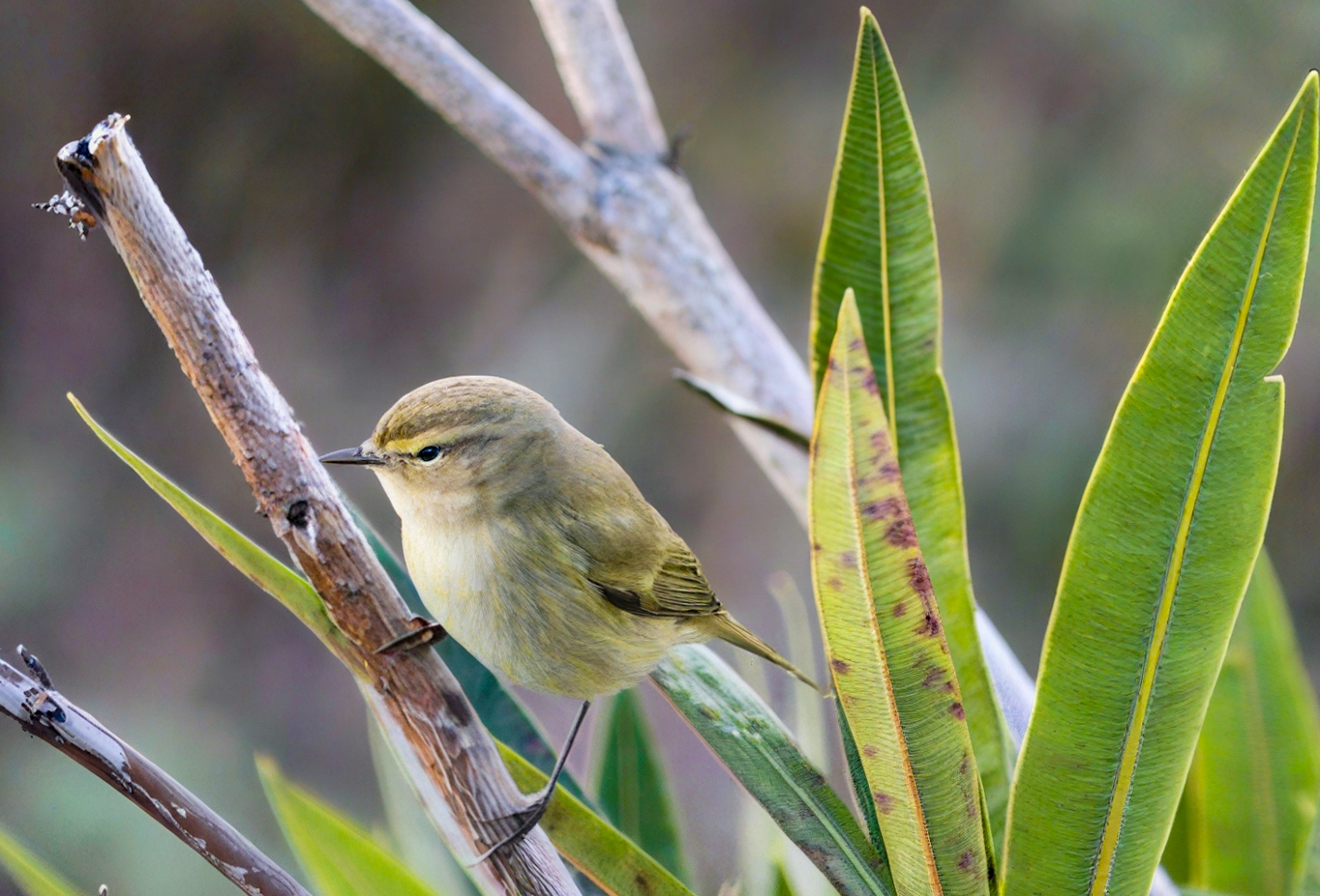 Phylloscopus trochilus