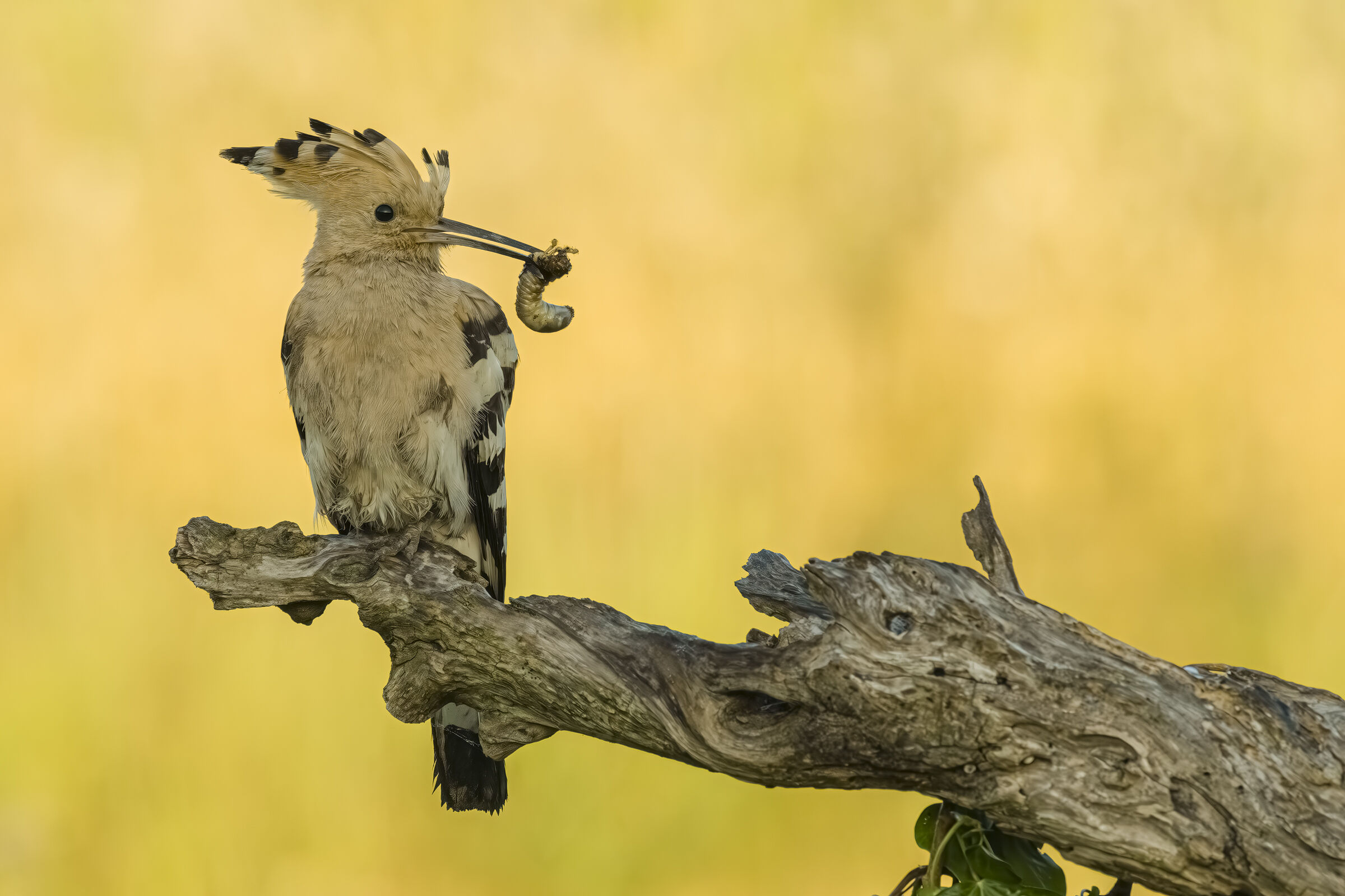 Hoopoe
