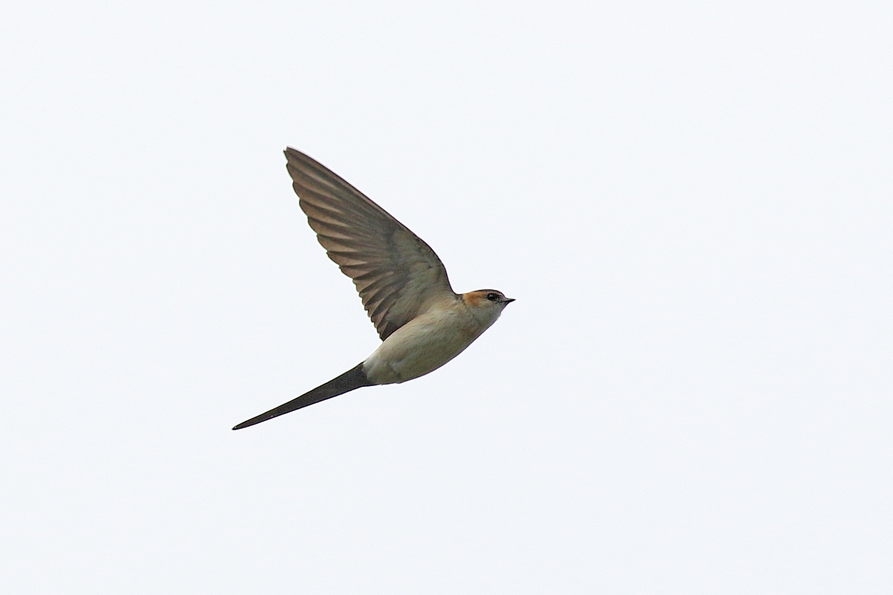Rufous swallow