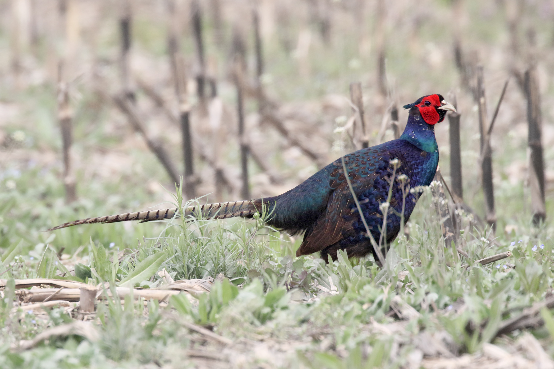 Common pheasant var. Tenebrosus