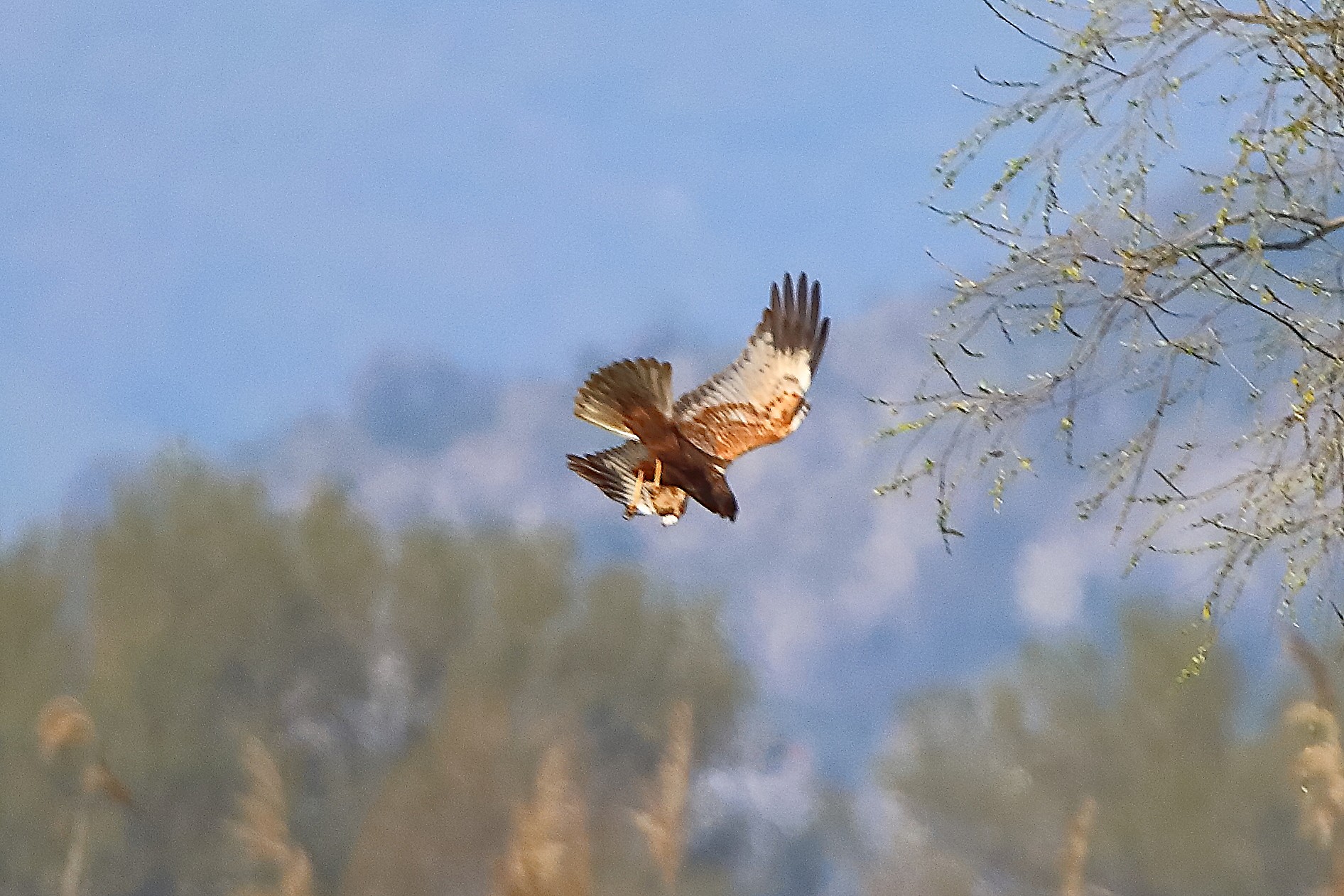 Falco di palude M 05 aprile 2025 - 0202