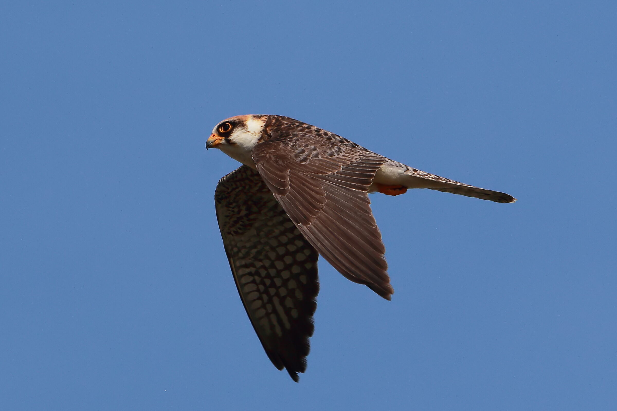 Cuckoo Falcon (adult female)