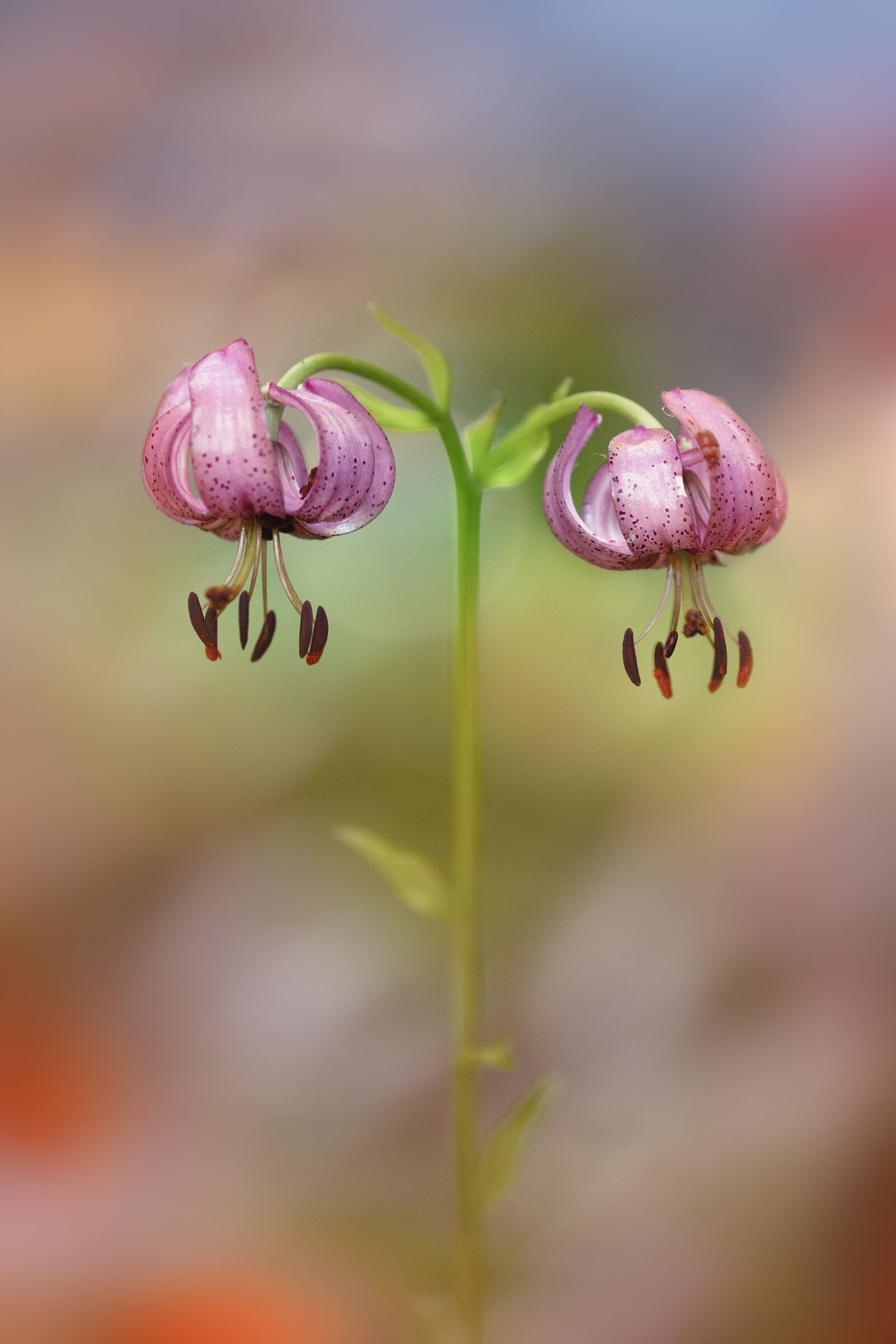 Lilium martagon