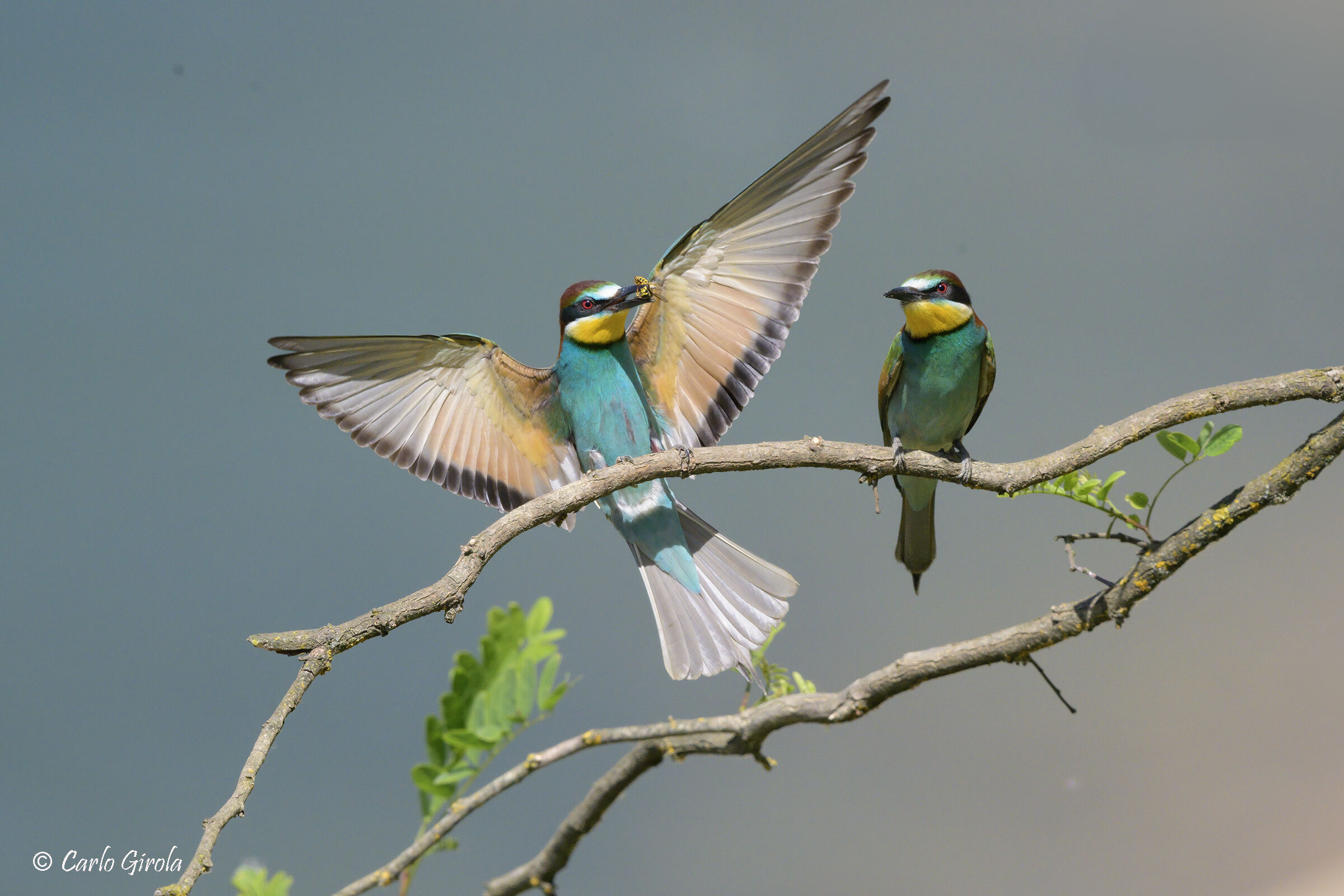 Gruccione (Merops apiaster)