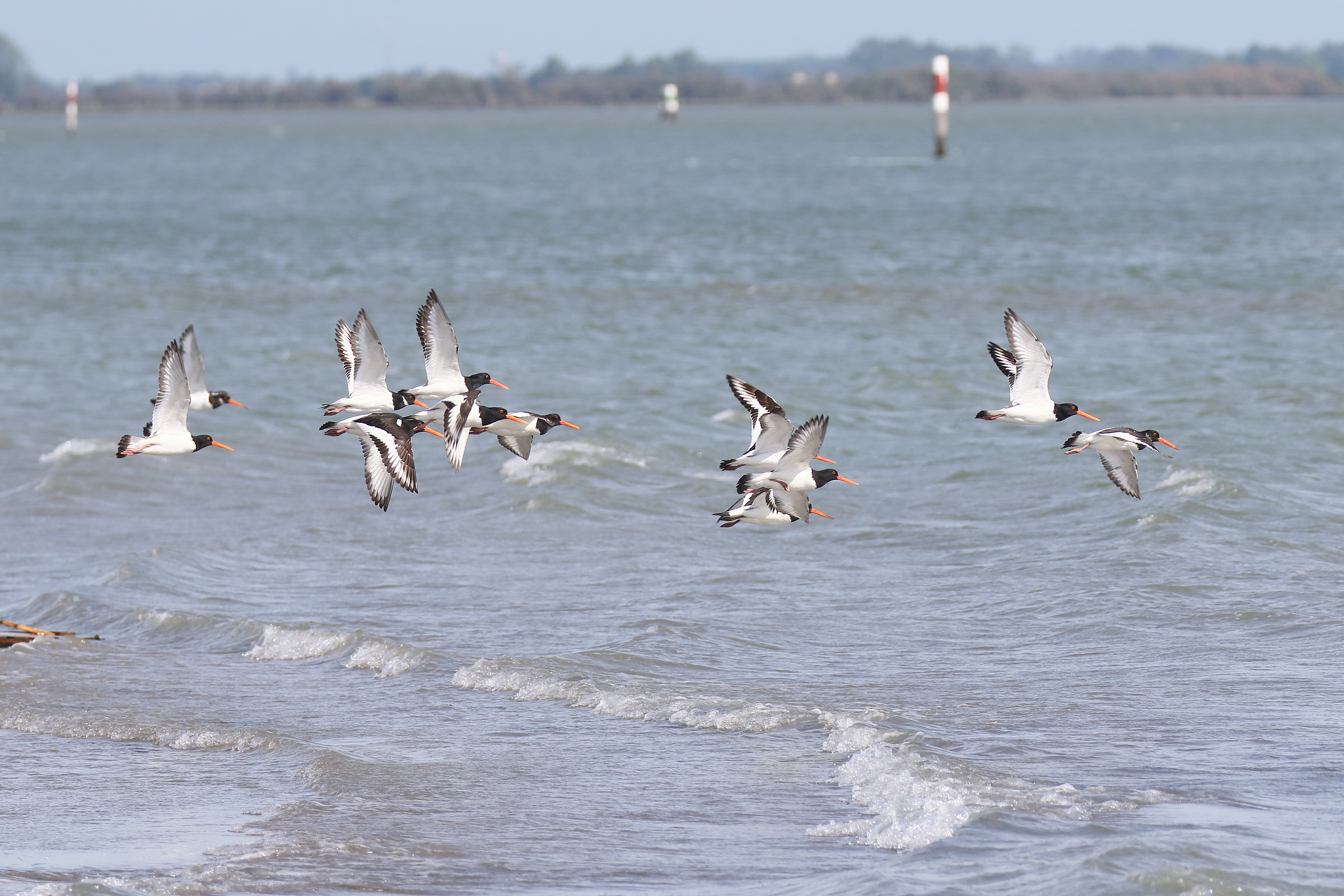Oystercatchers