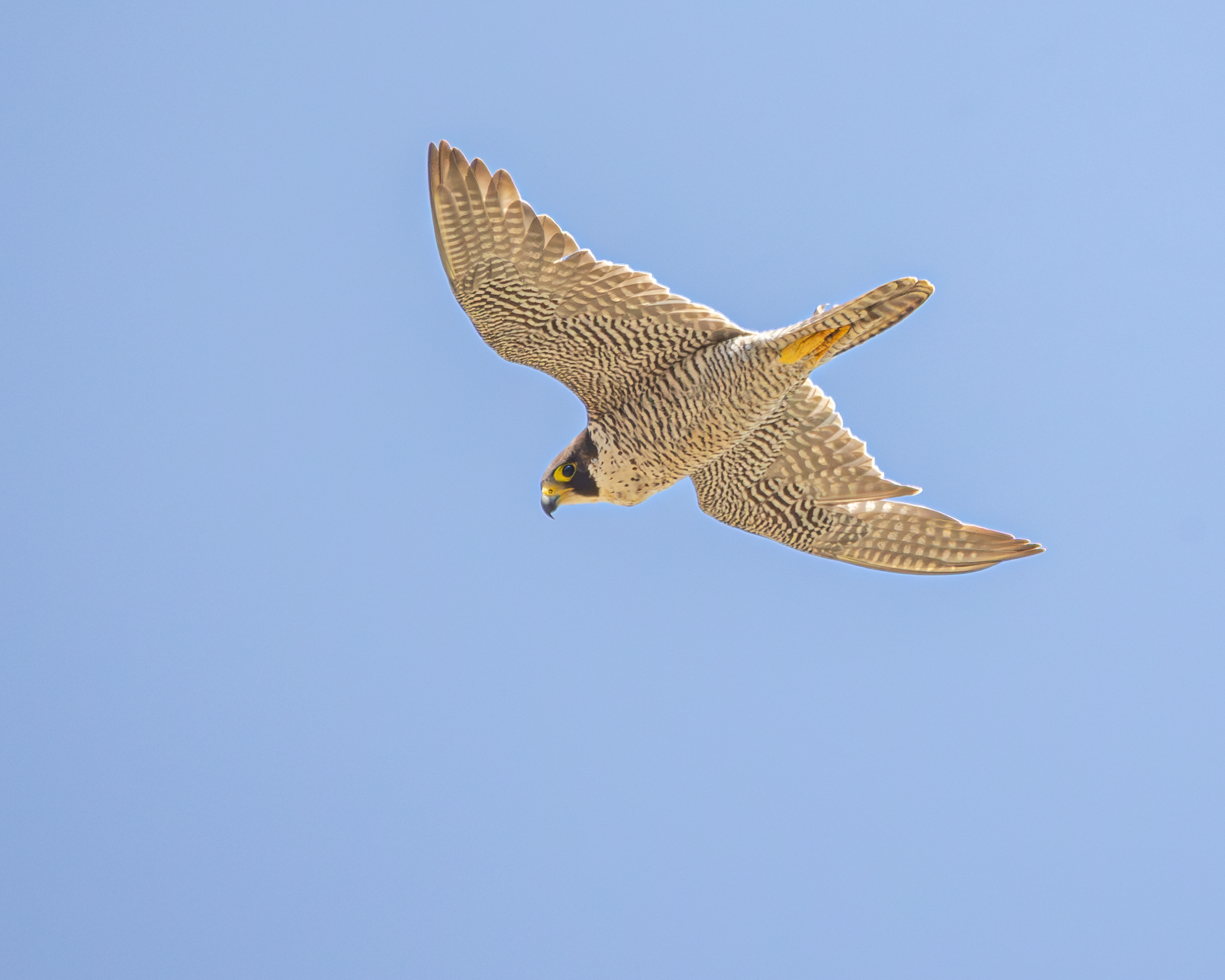 Peregrine