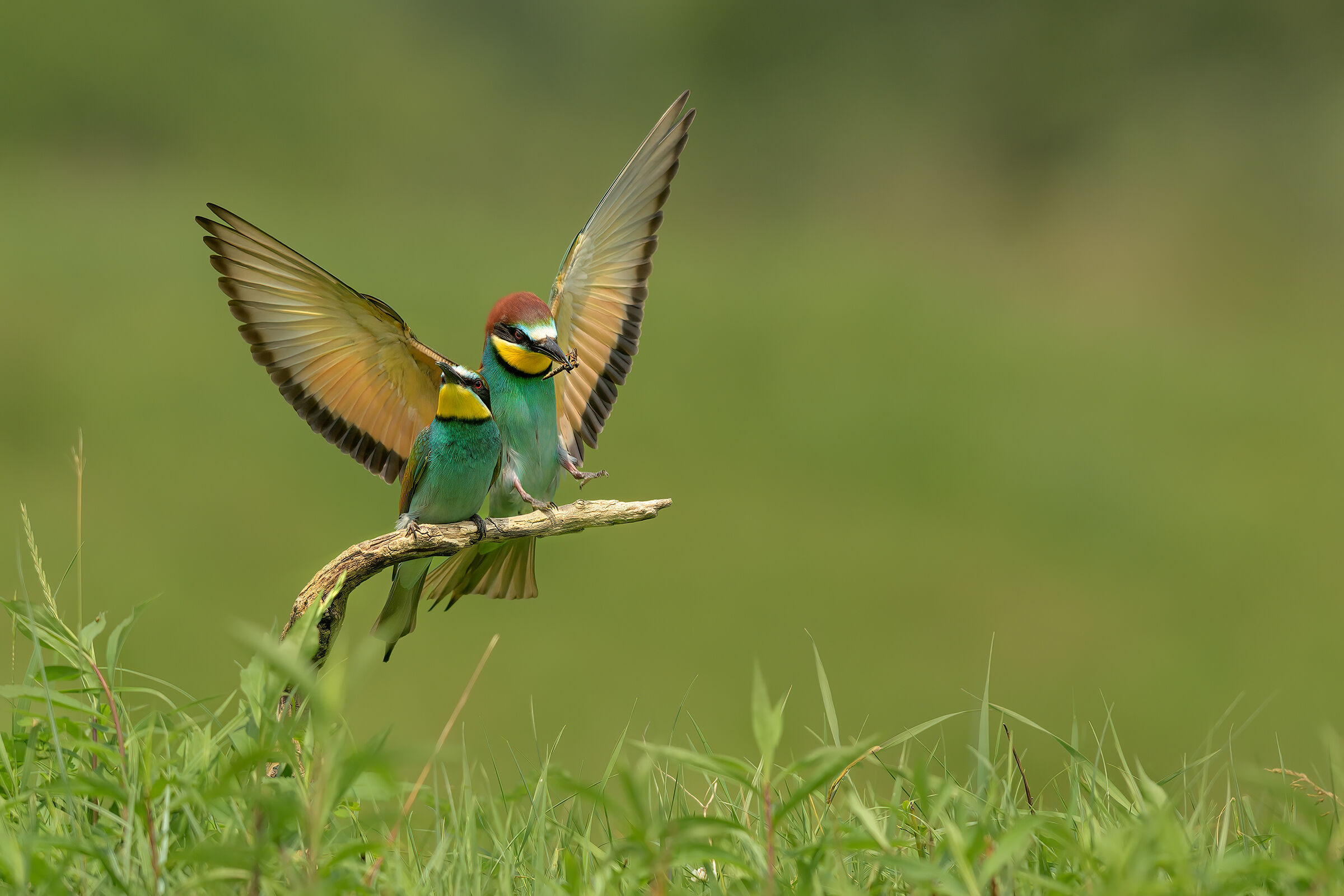 Arrico with a gift...