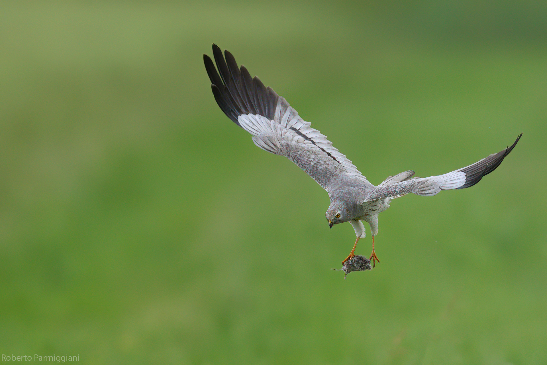 Montagu's harrier, predation
