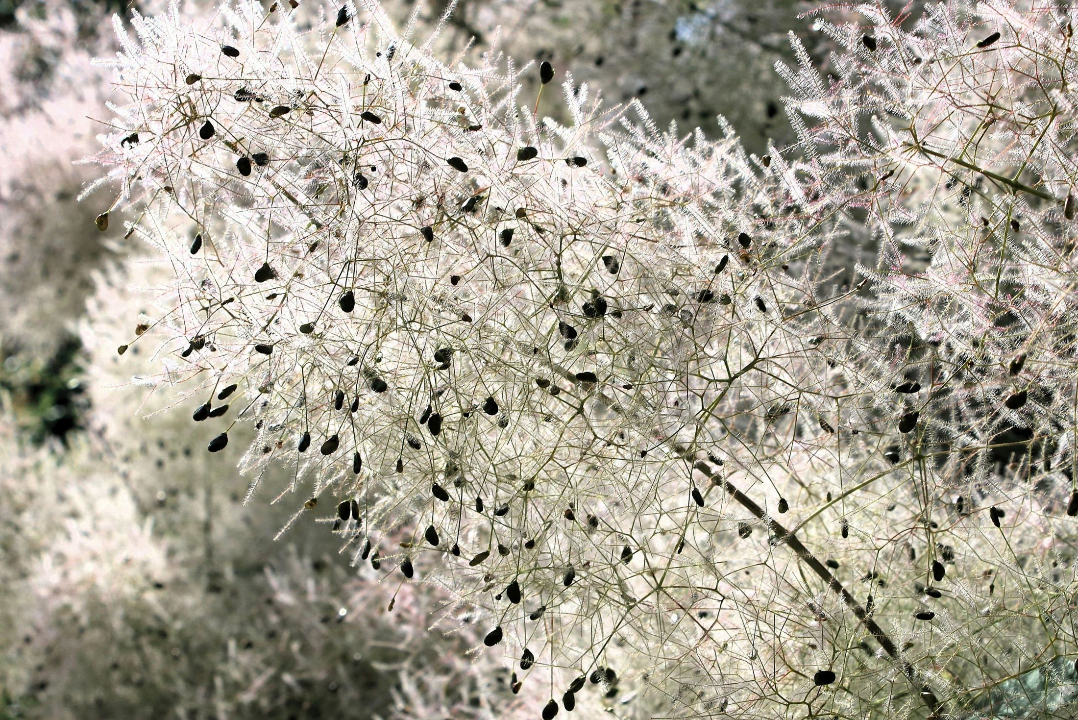 Il bianco e nero floreale