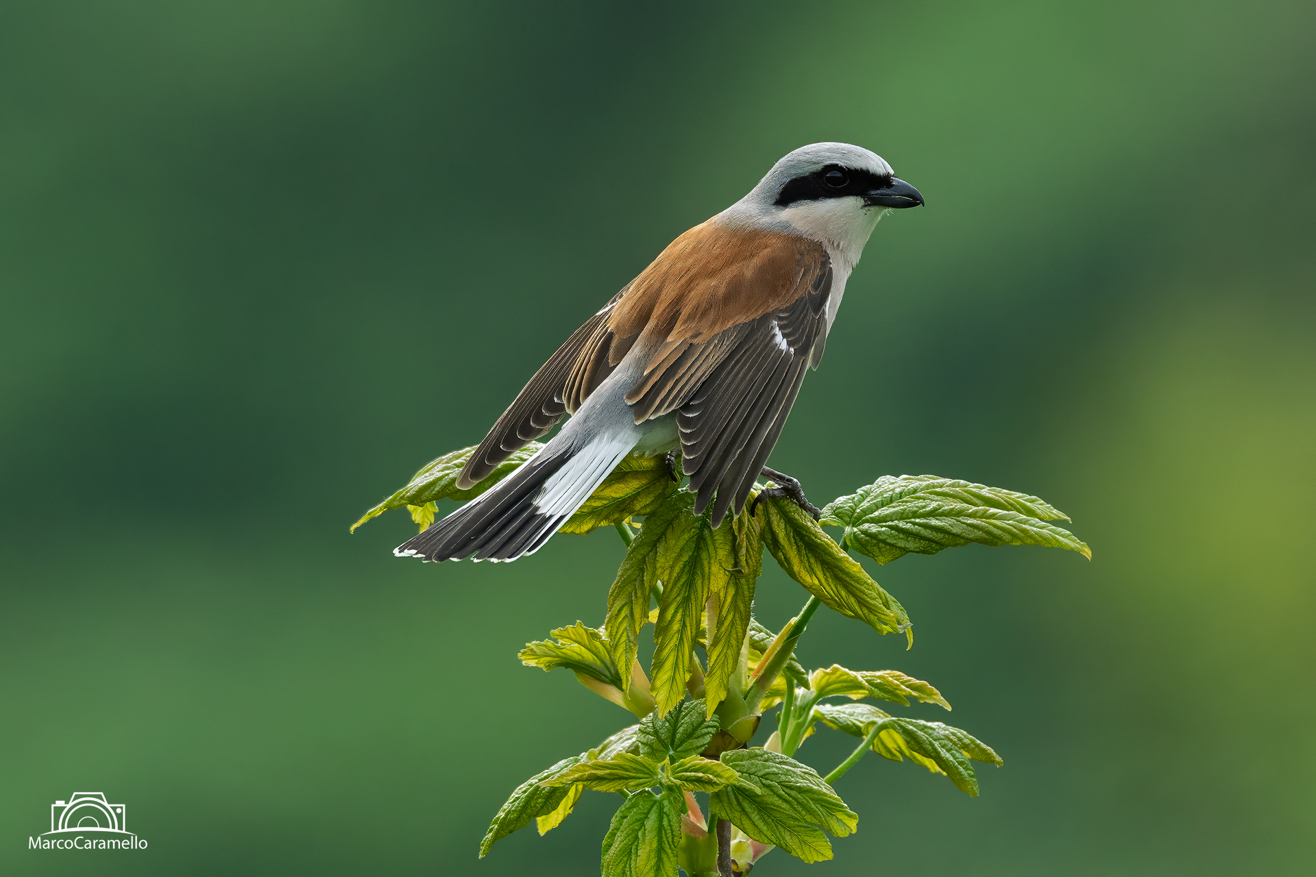Red-backed shrike