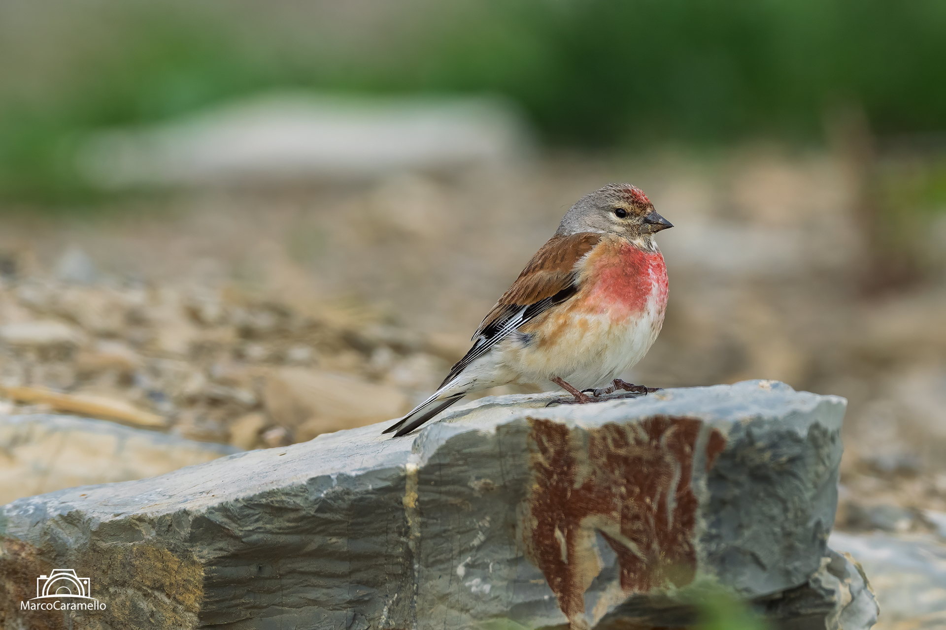 Linnet