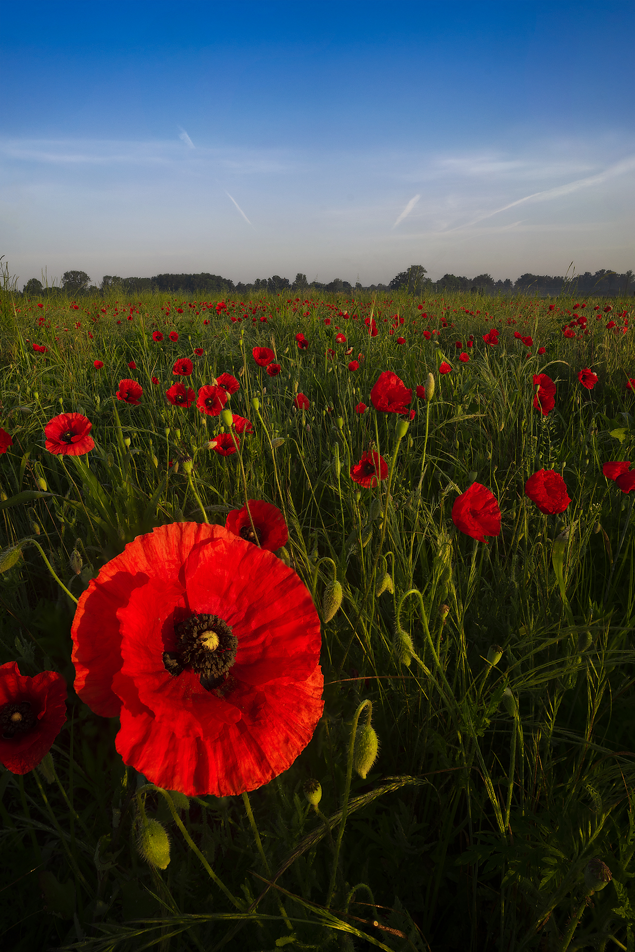 Poppies in the foreground