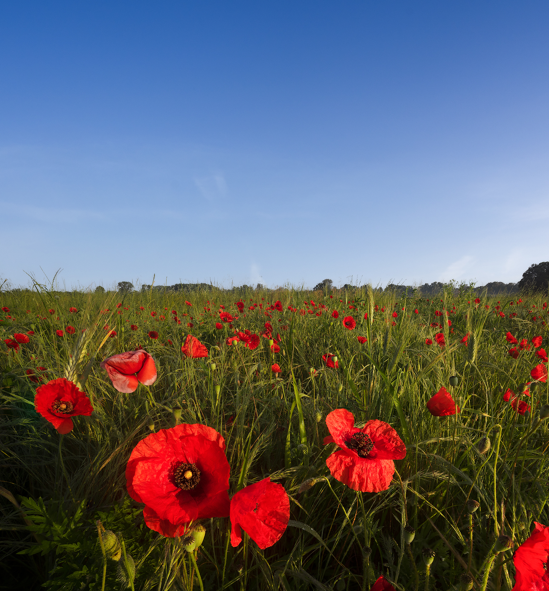 Poppy field