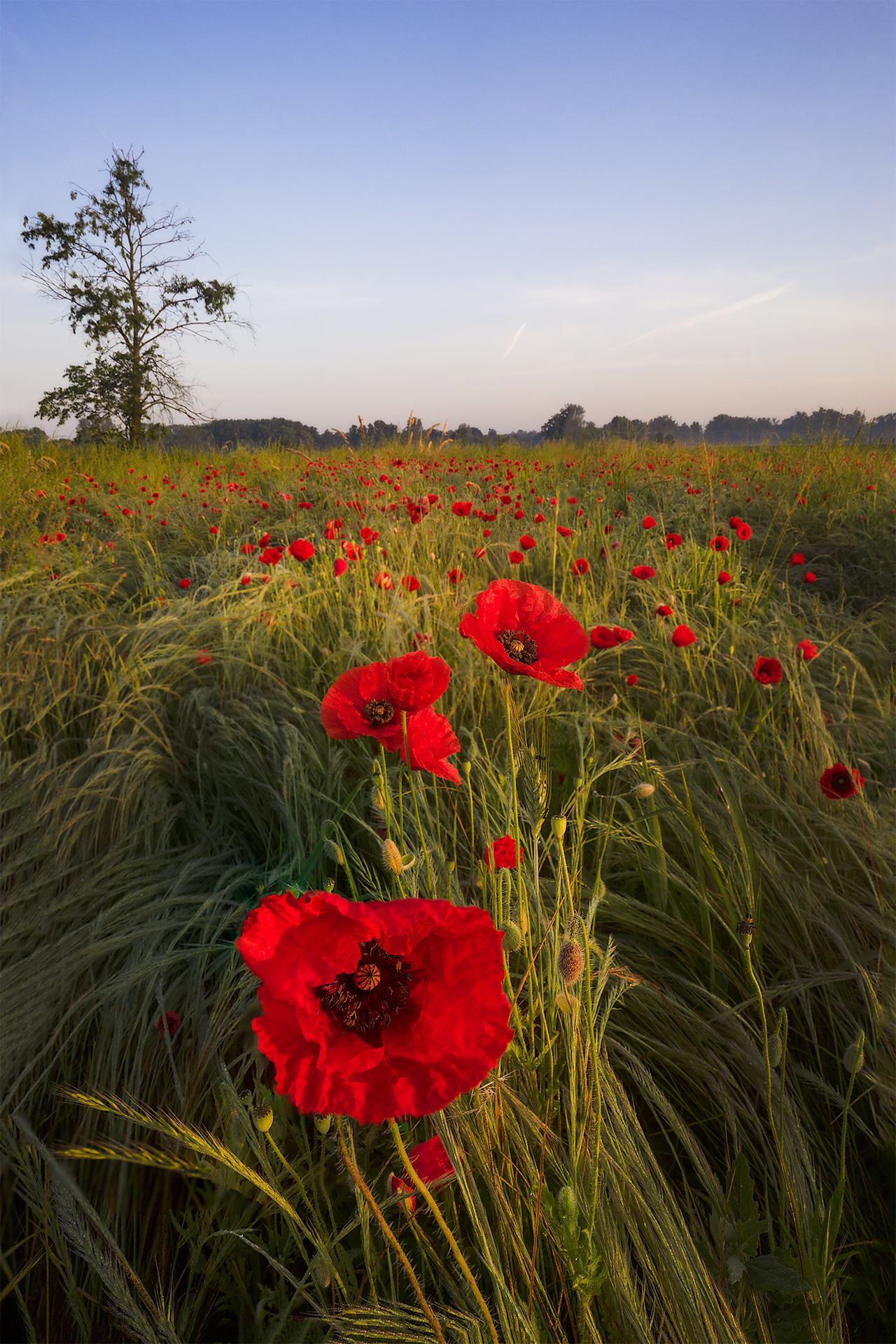 Trio of poppies