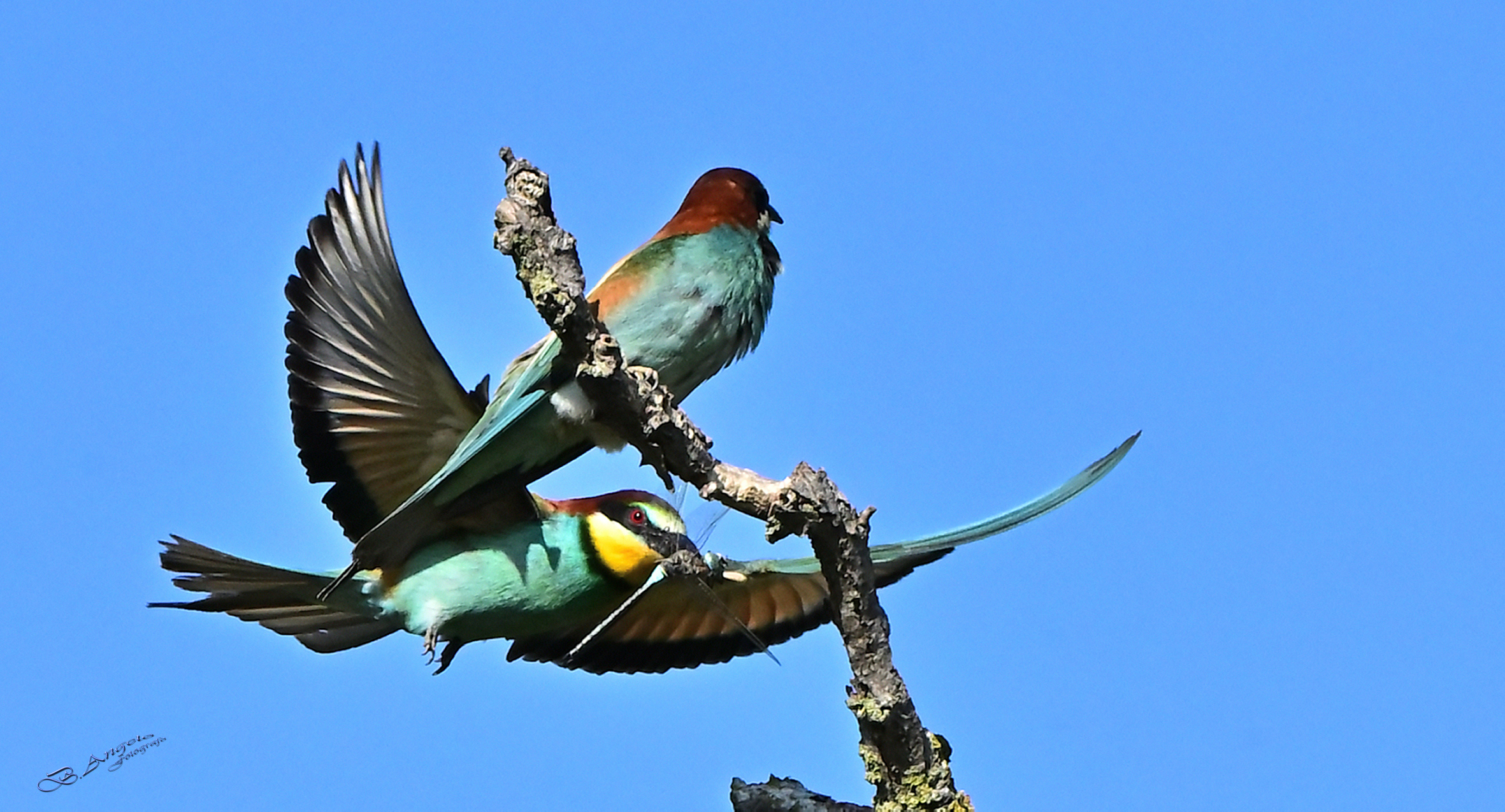 " la Libellula "   Gruccioni, maggio 2025