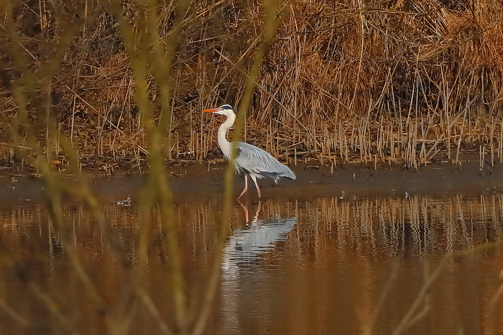 Cenerino 05 marzo 2025 - 0079