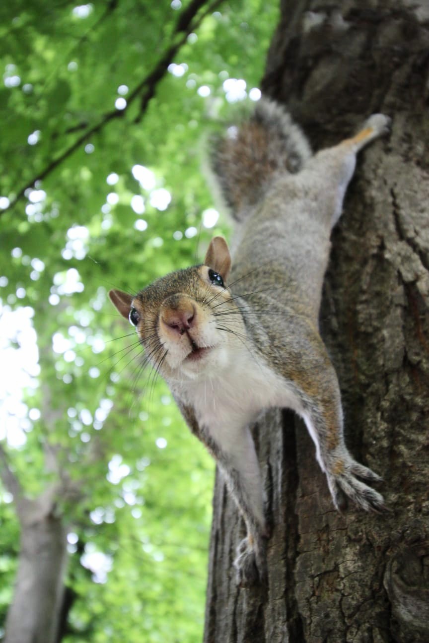 Is there a peanut here?