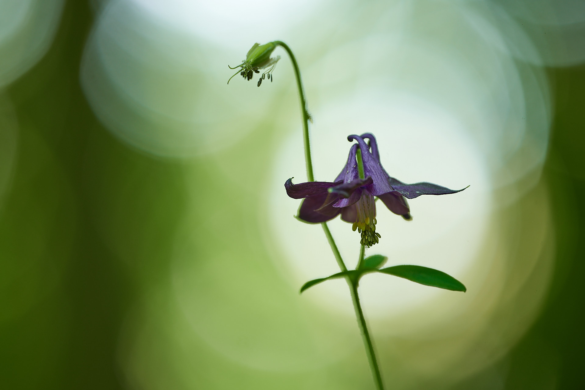 Aquilegia