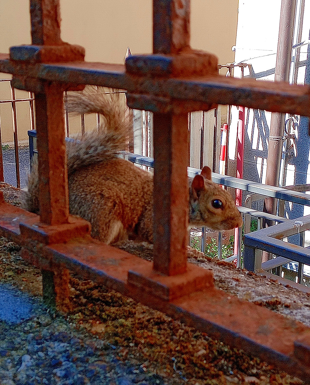 Mimetismo nei cortili di Milano