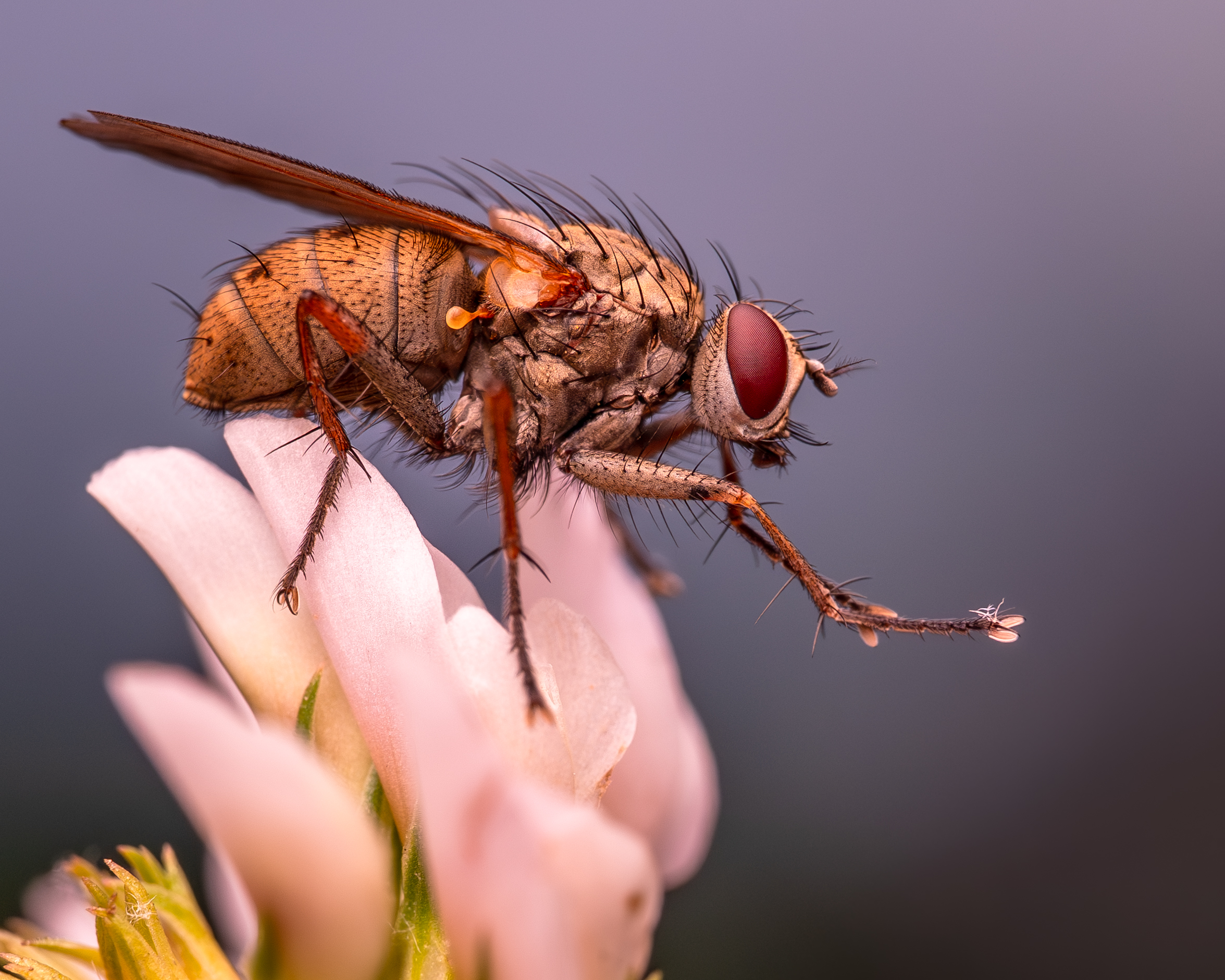 Sosta su petali