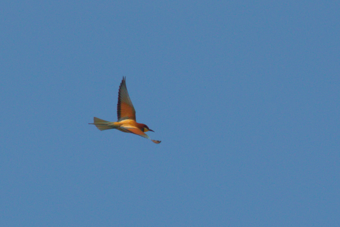 Bee-eater