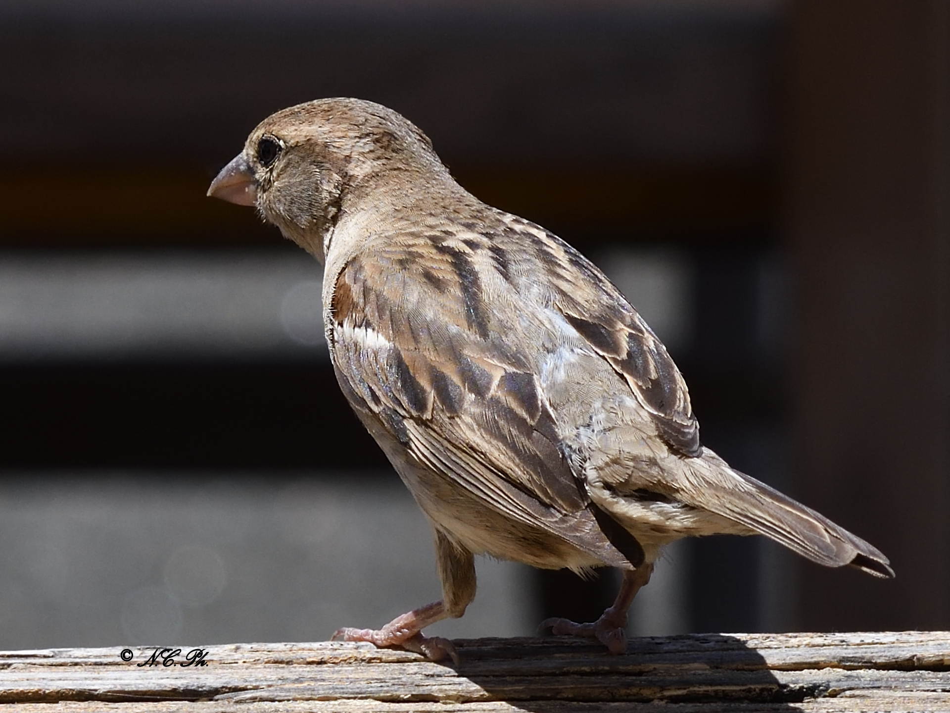 Sparrow... on the beach