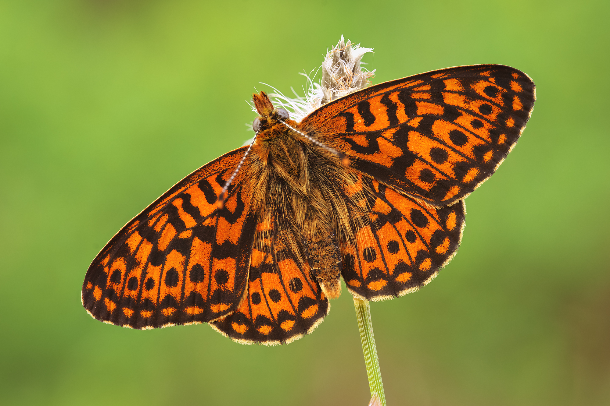 Boloria euphrosyne