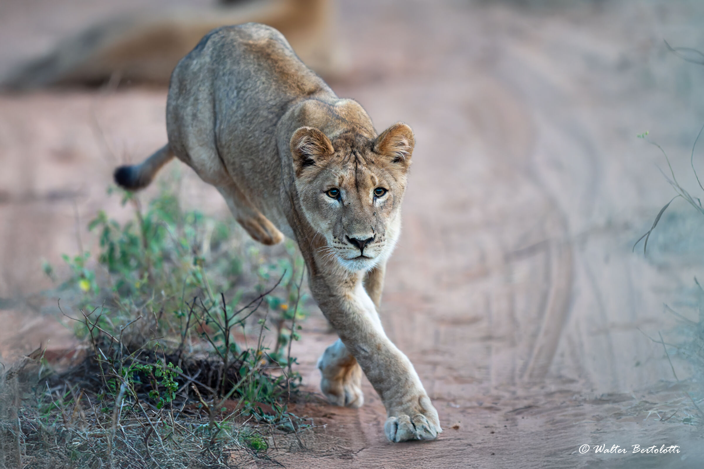 giovane esuberanza felina