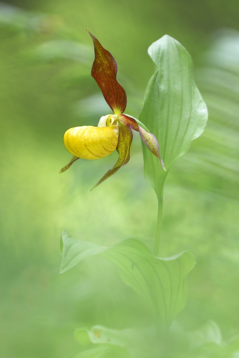 The queen of the undergrowth