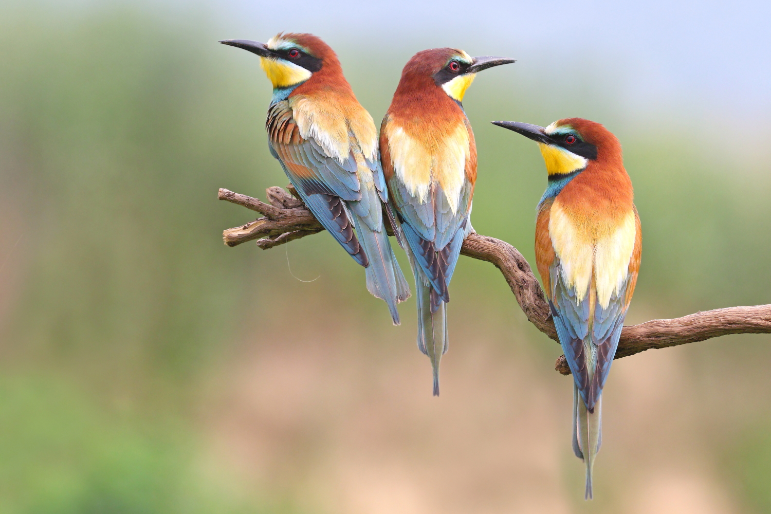 Bee-eaters