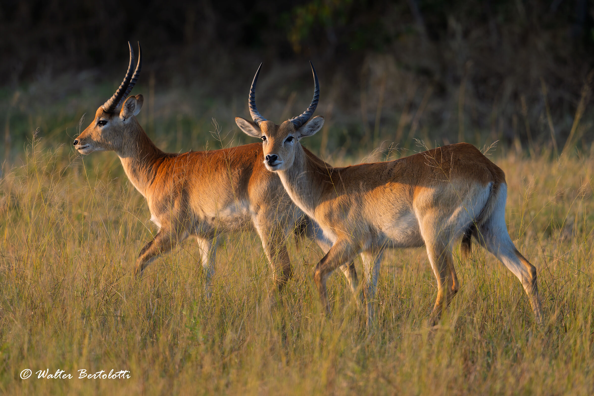 Lichi nella calda luce del mattino
