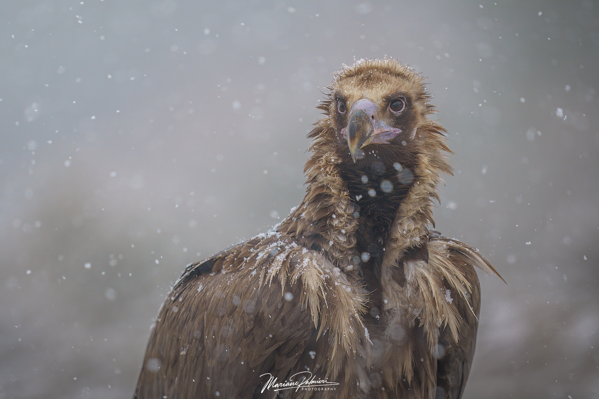 Vulture Monk