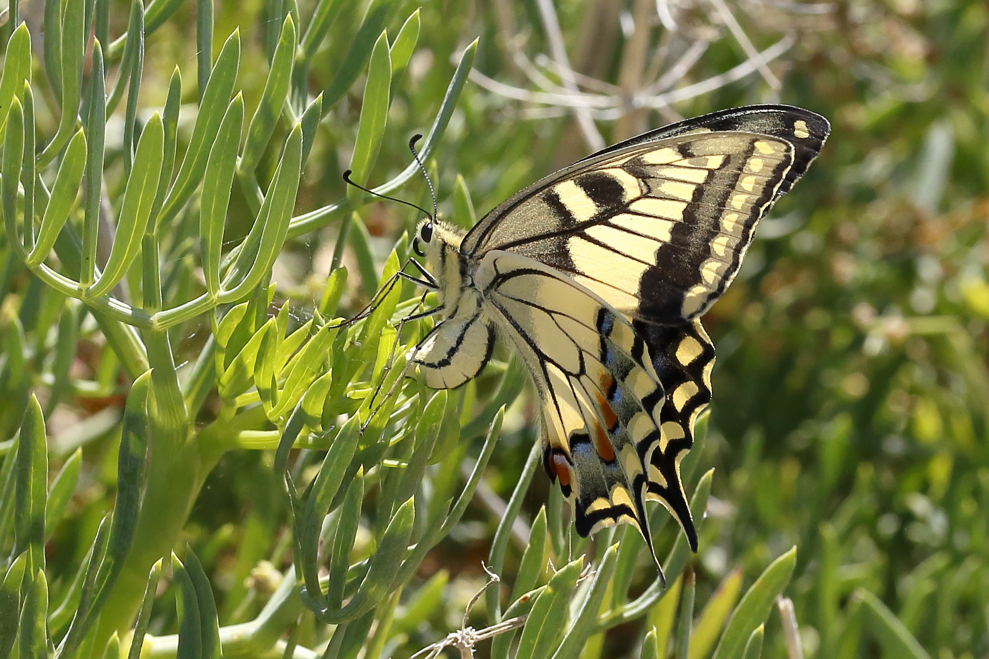 Macaone crop