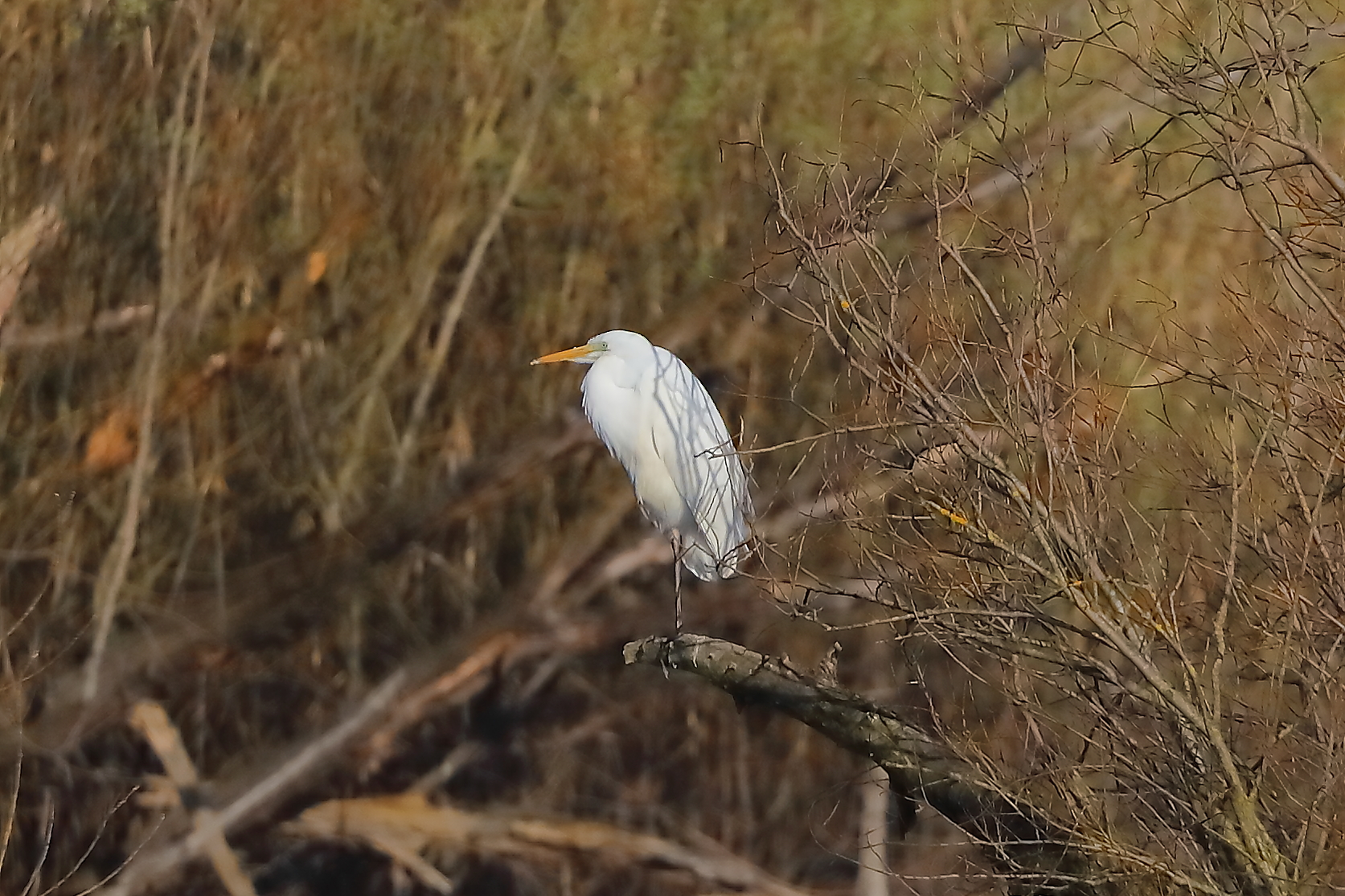 Airone BM 05 marzo 2025 - 0086