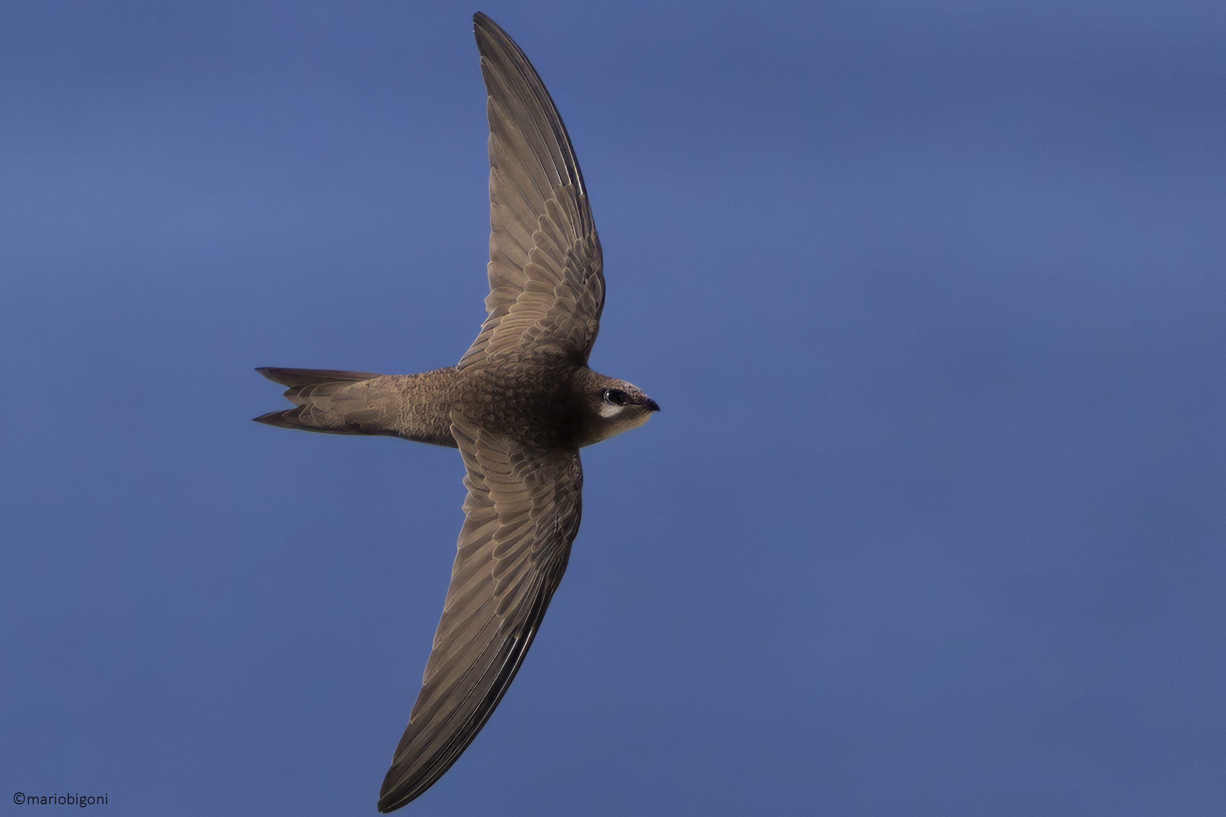 Common swift