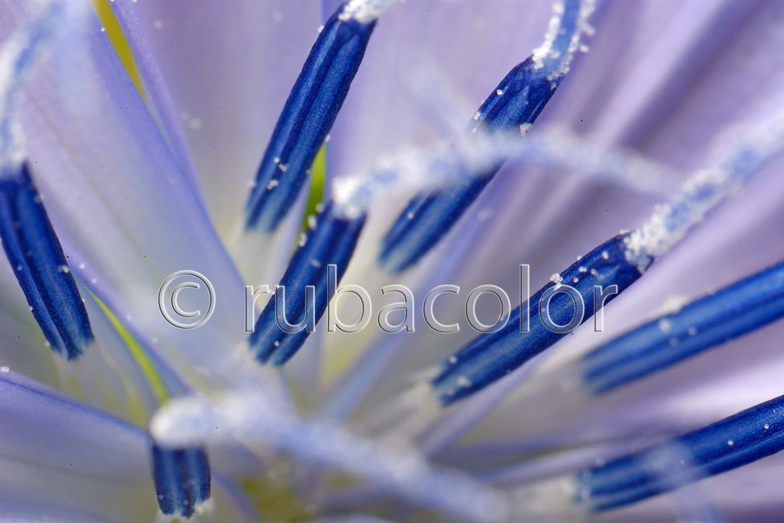 Nel blu dipinto di blu