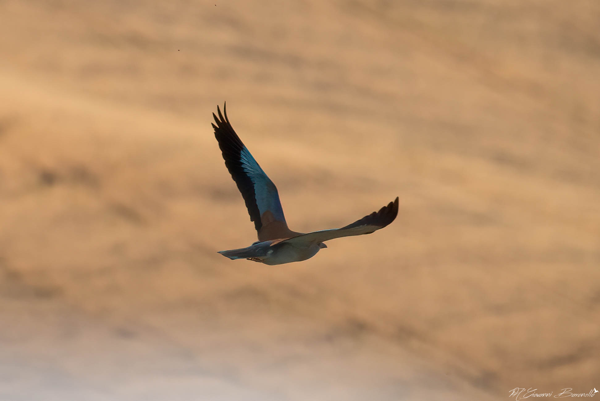 European jay in flight