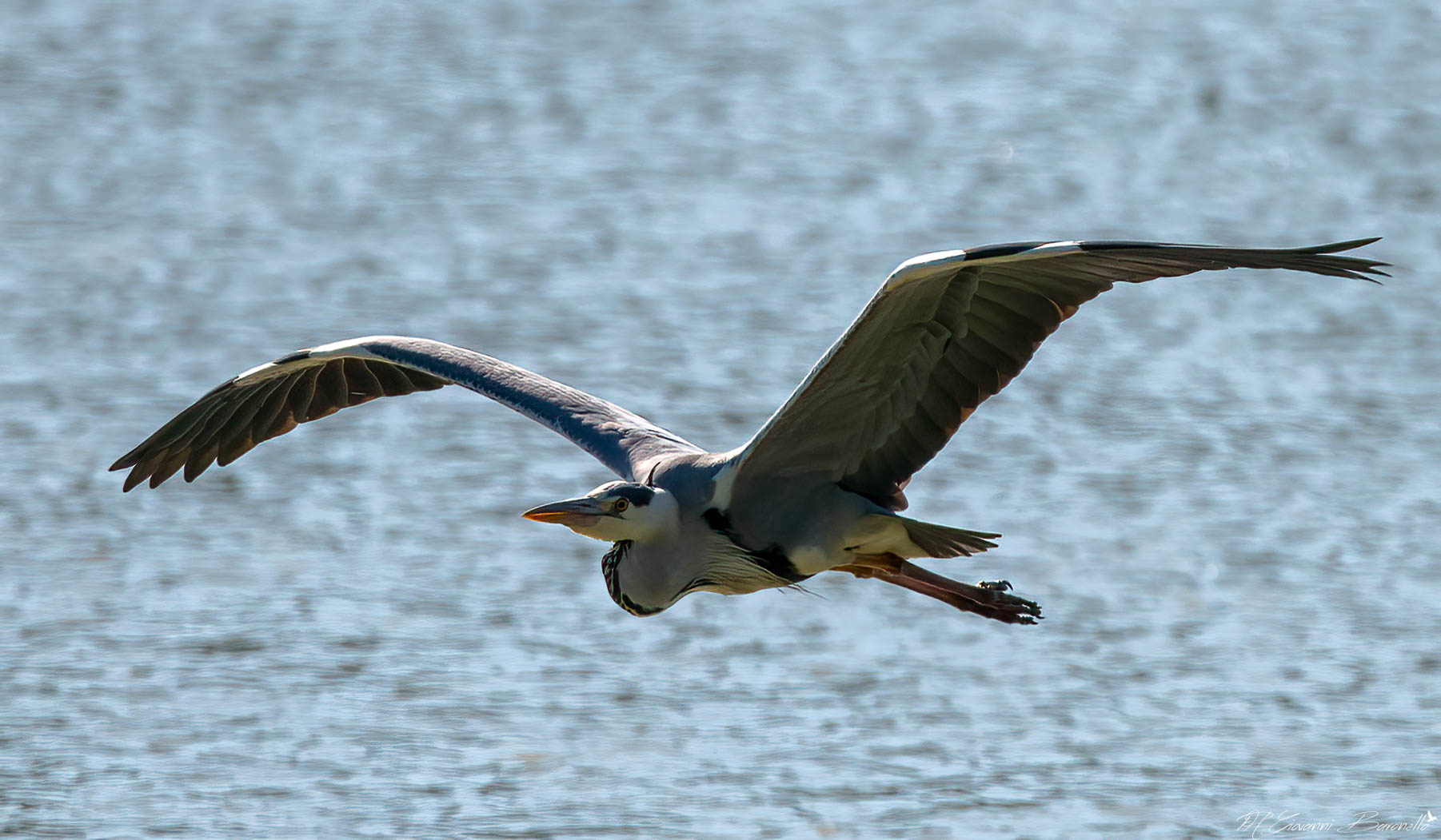 Airone Cenerino in volo