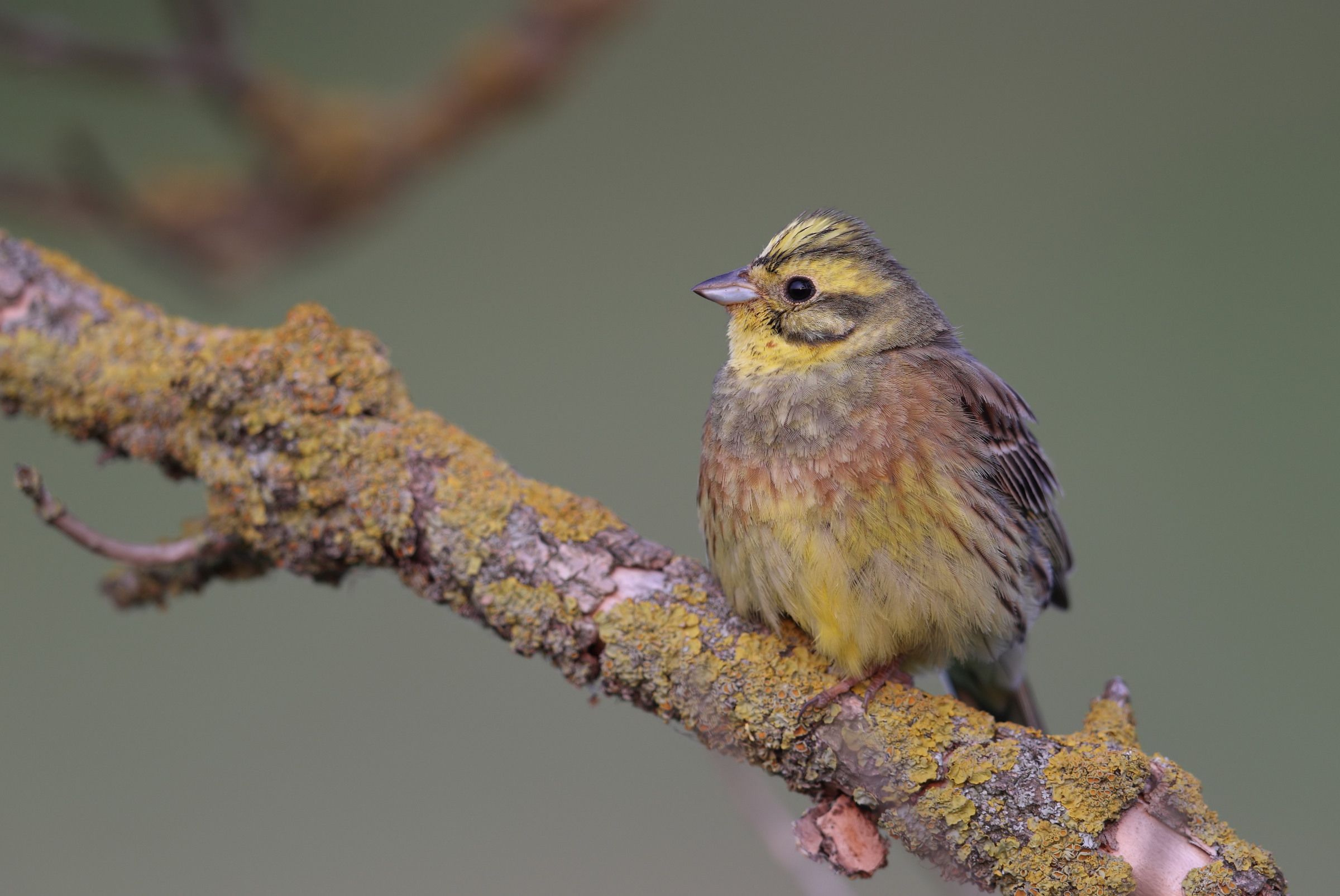 Yellowhammer