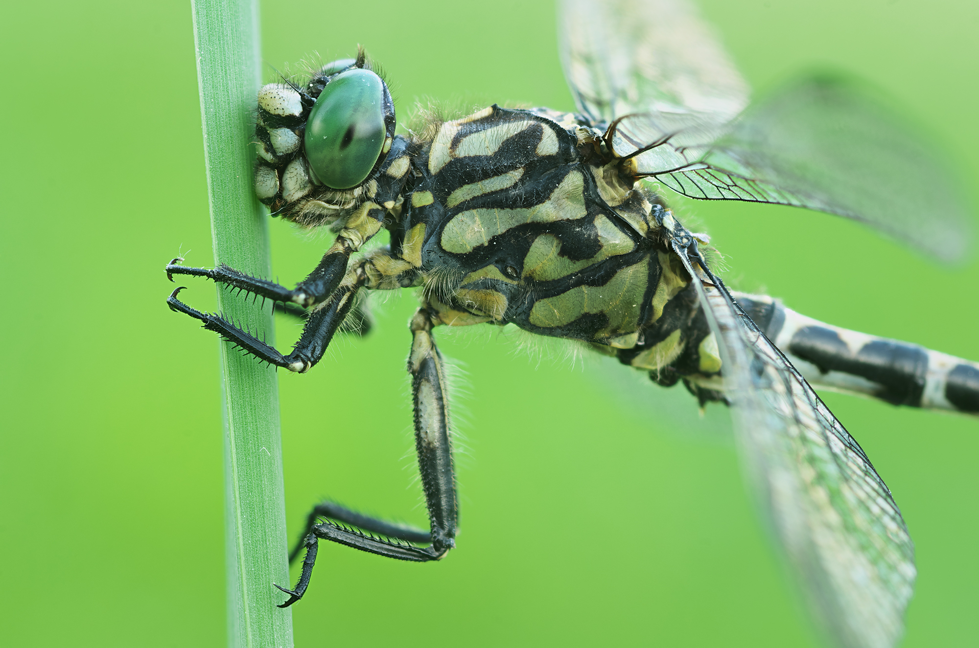 Onychogomphus forcipatus