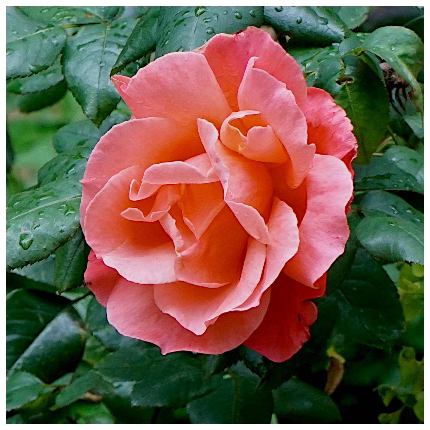 ... another rose ...