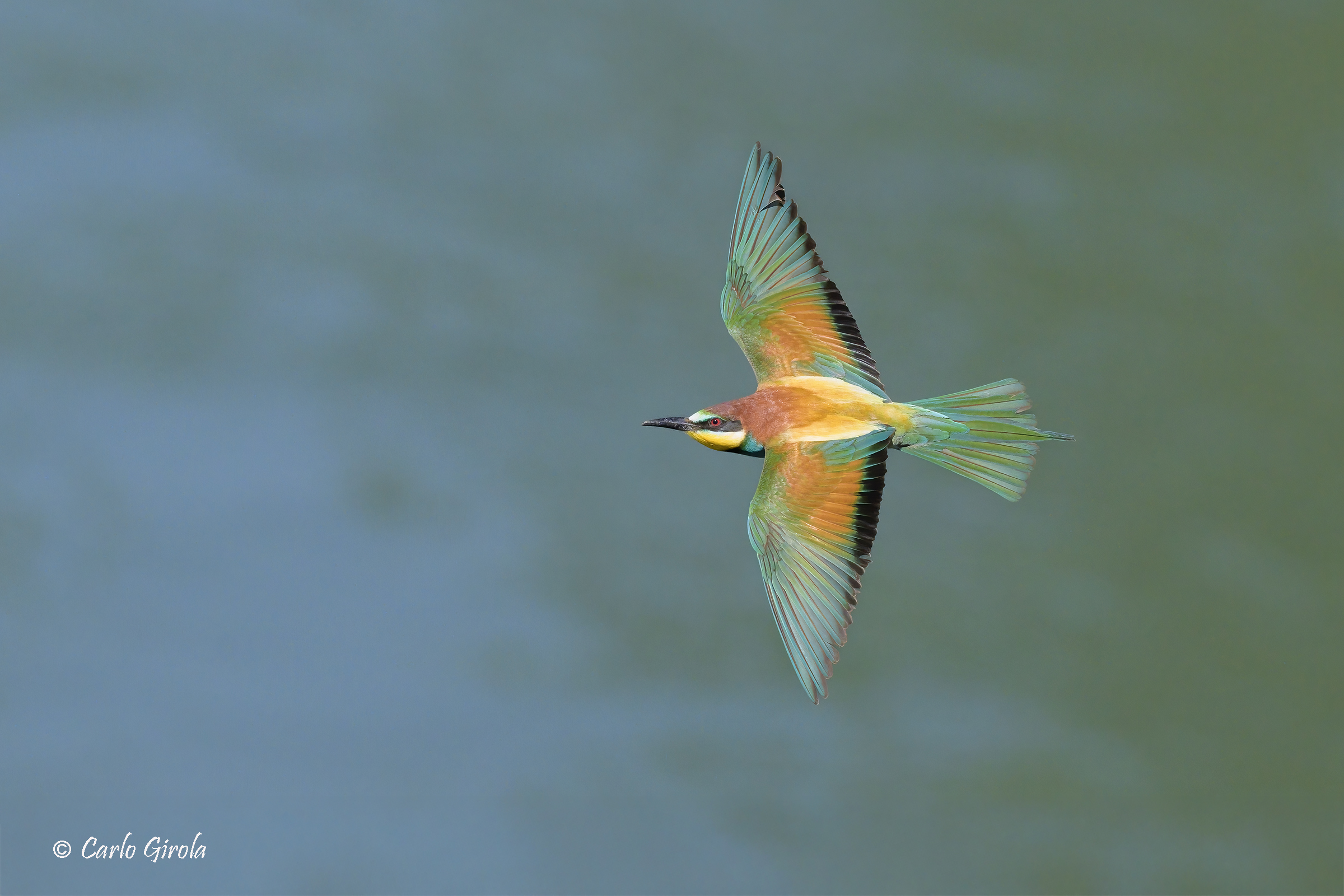 Gruccione (Merops apiaster)