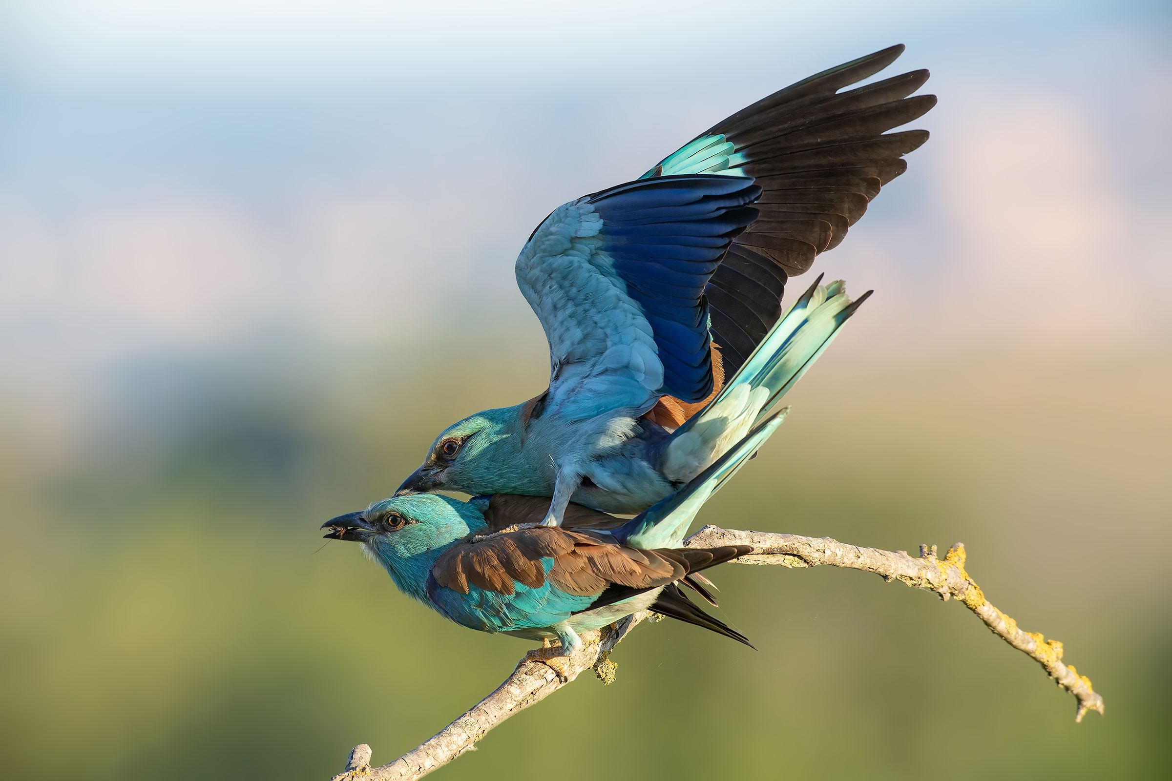 The dance of the sirens